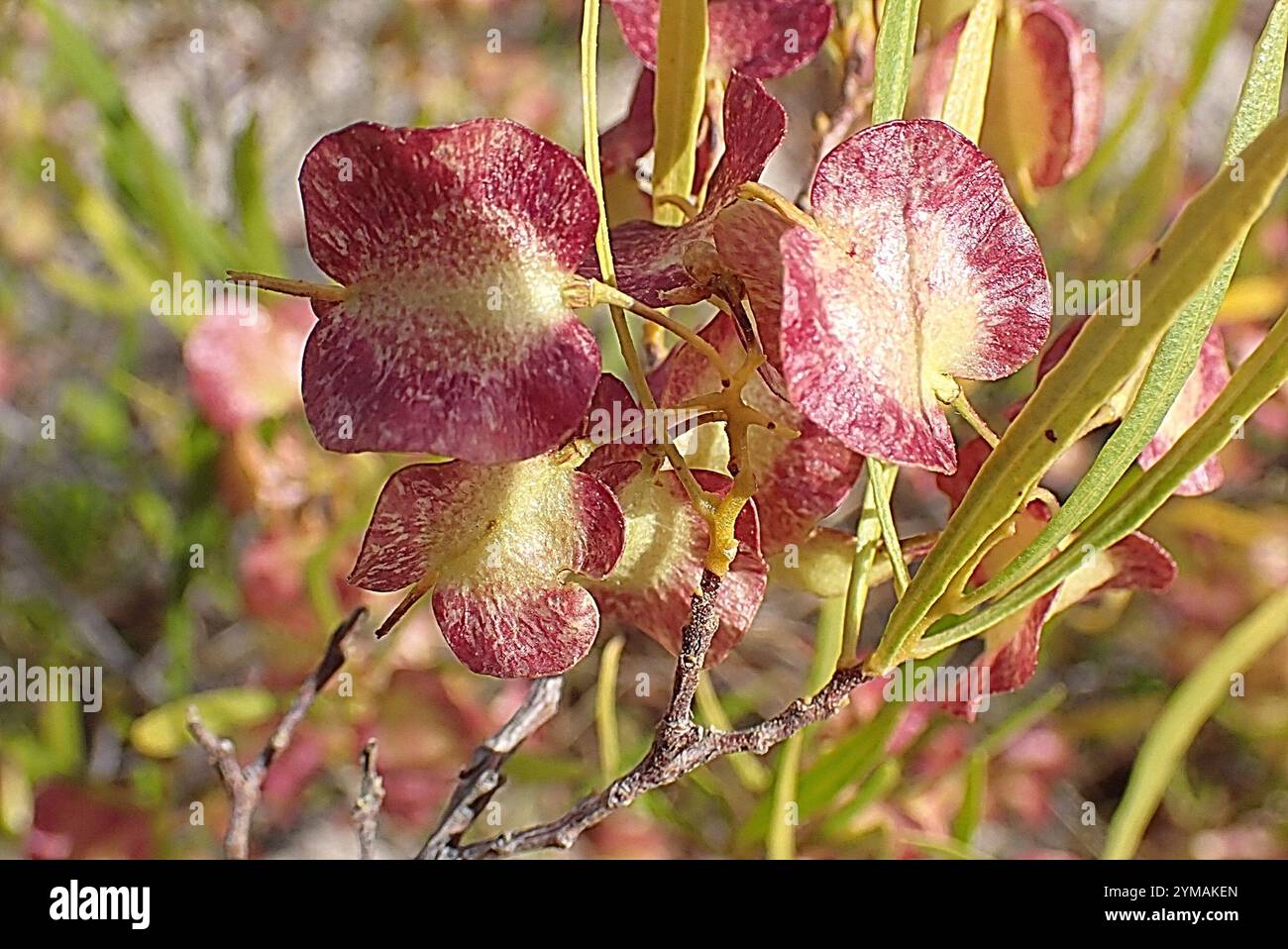 Akeake (Dodonaea viscosa Stock Photo - Alamy