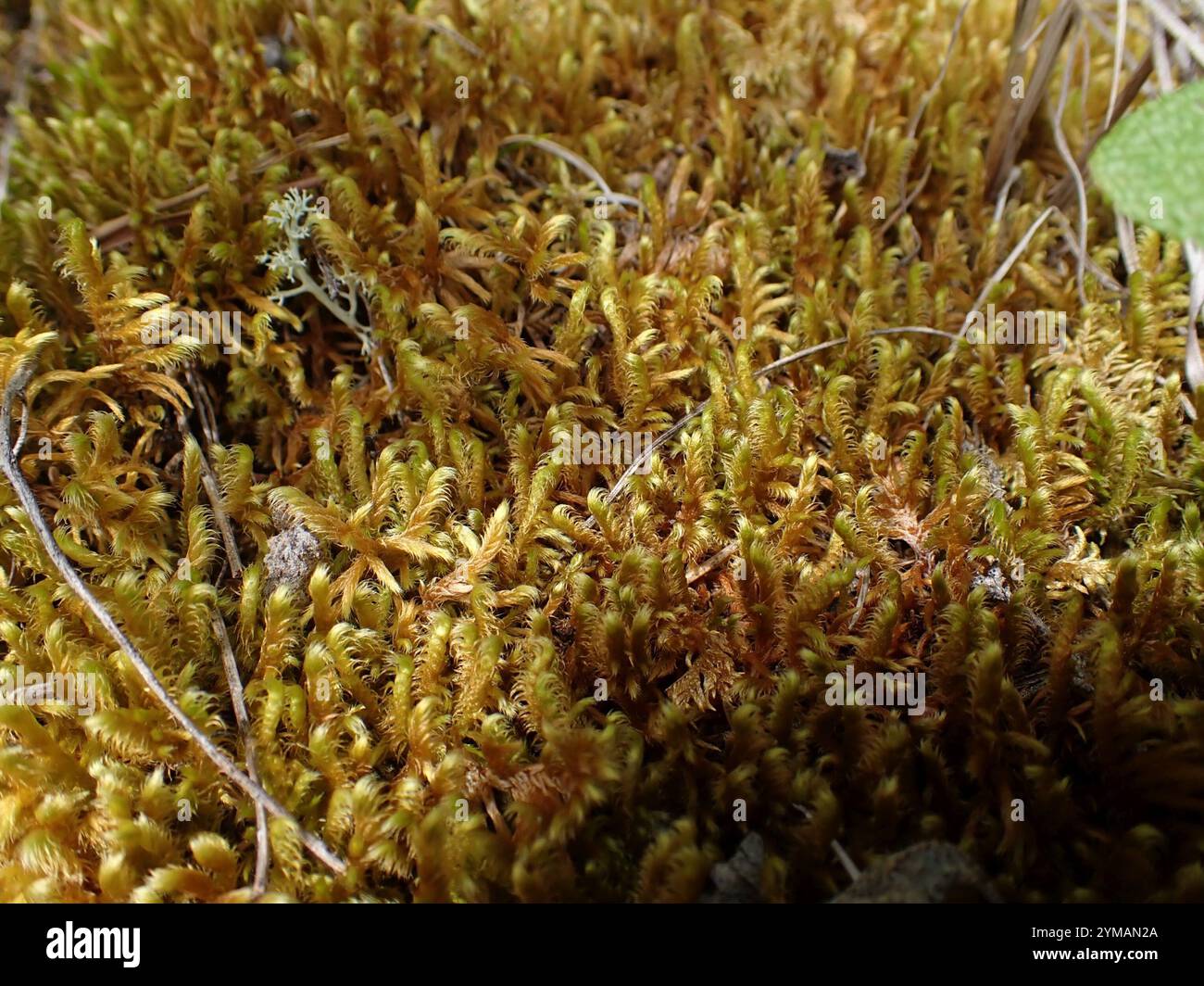 Golden Glade-moss (Rhytidium rugosum Stock Photo - Alamy