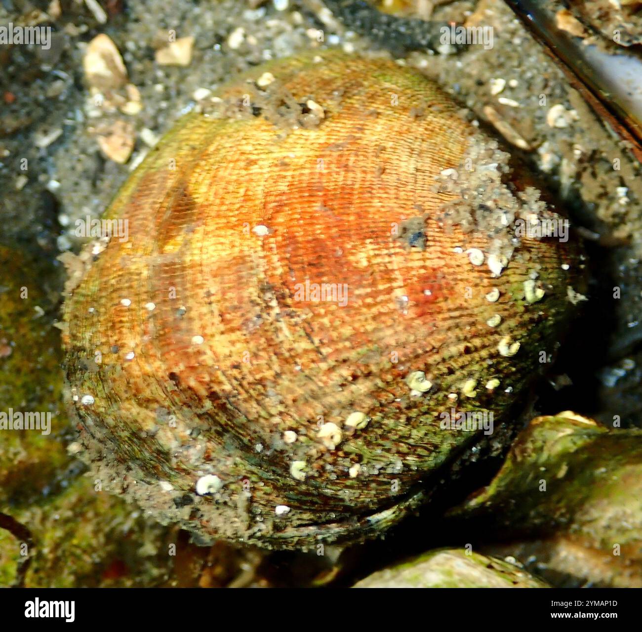 Japanese Littleneck (Ruditapes philippinarum Stock Photo - Alamy