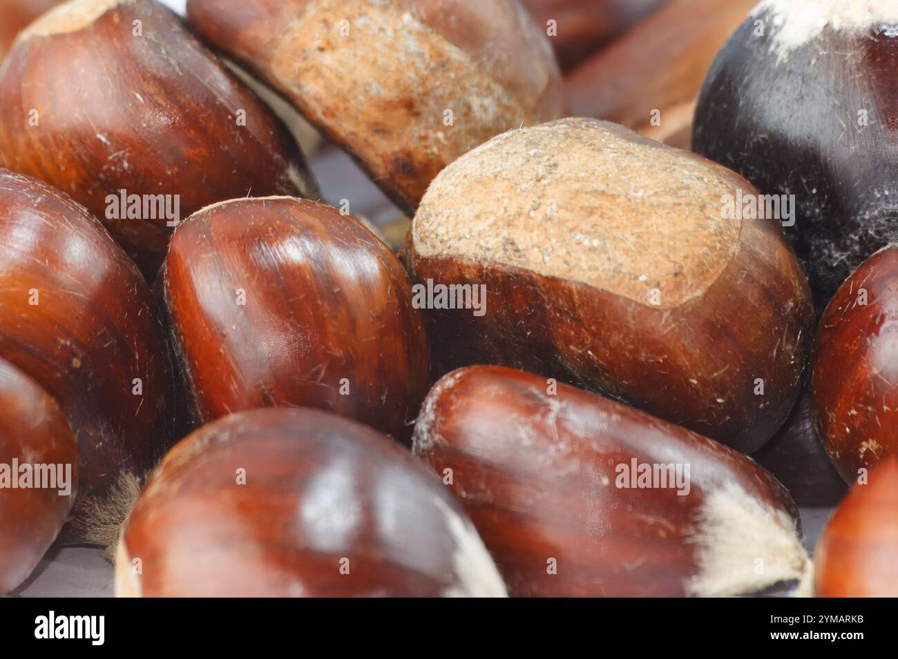 Set of chestnuts, a hard brown shell Stock Photo - Alamy