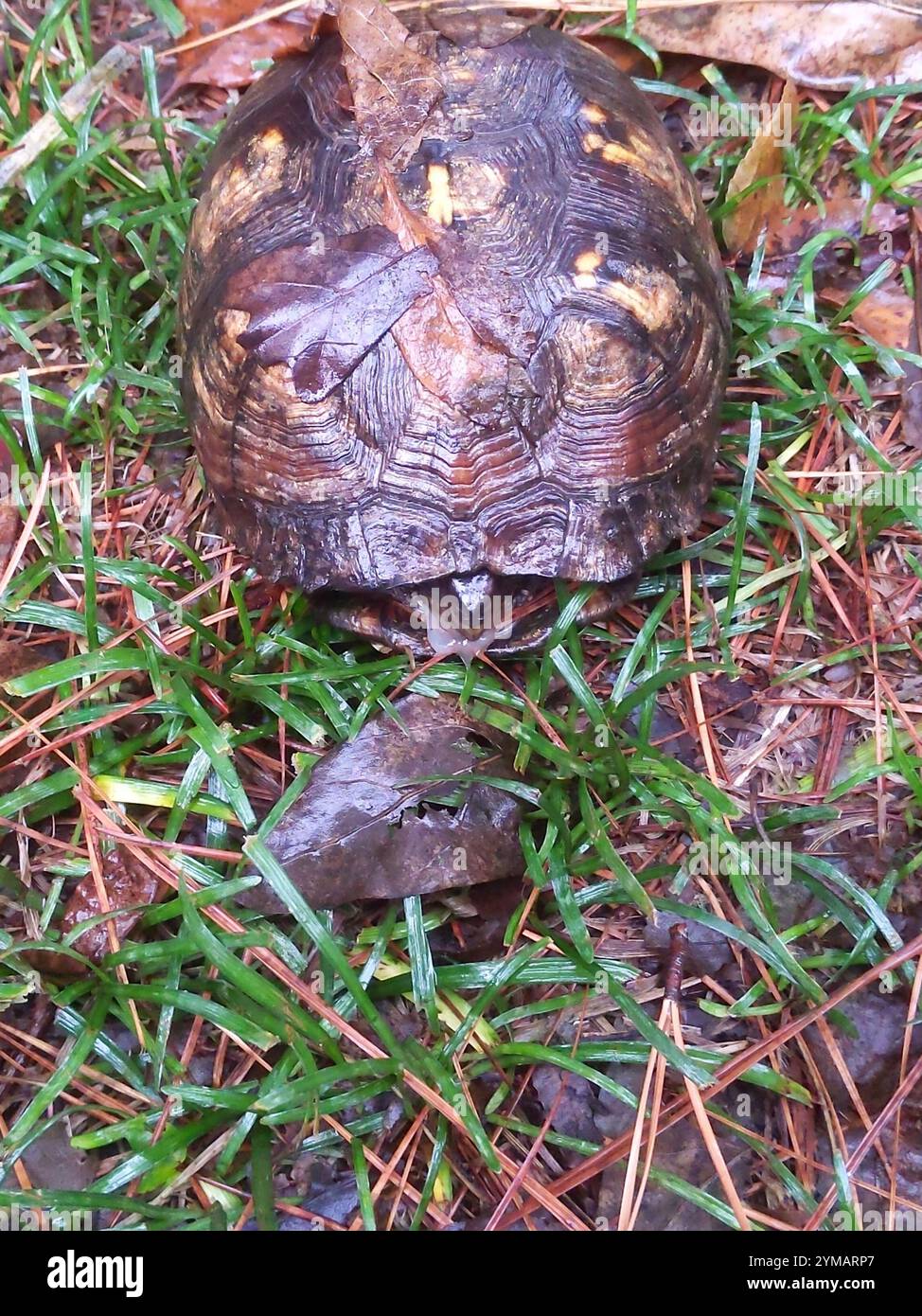 Eastern Box Turtle (Terrapene carolina carolina Stock Photo - Alamy