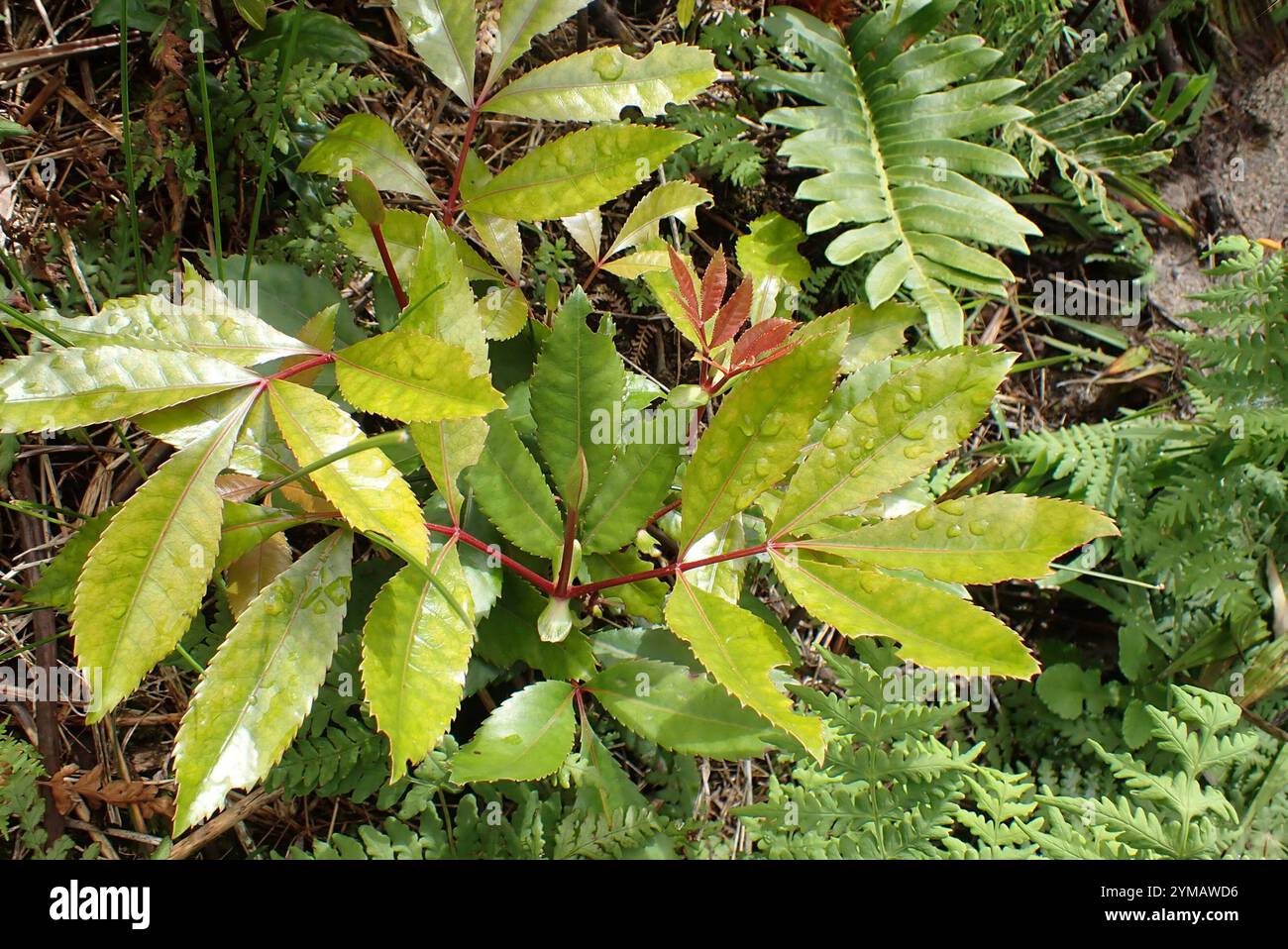 Cunonia capensis hi-res stock photography and images - Alamy