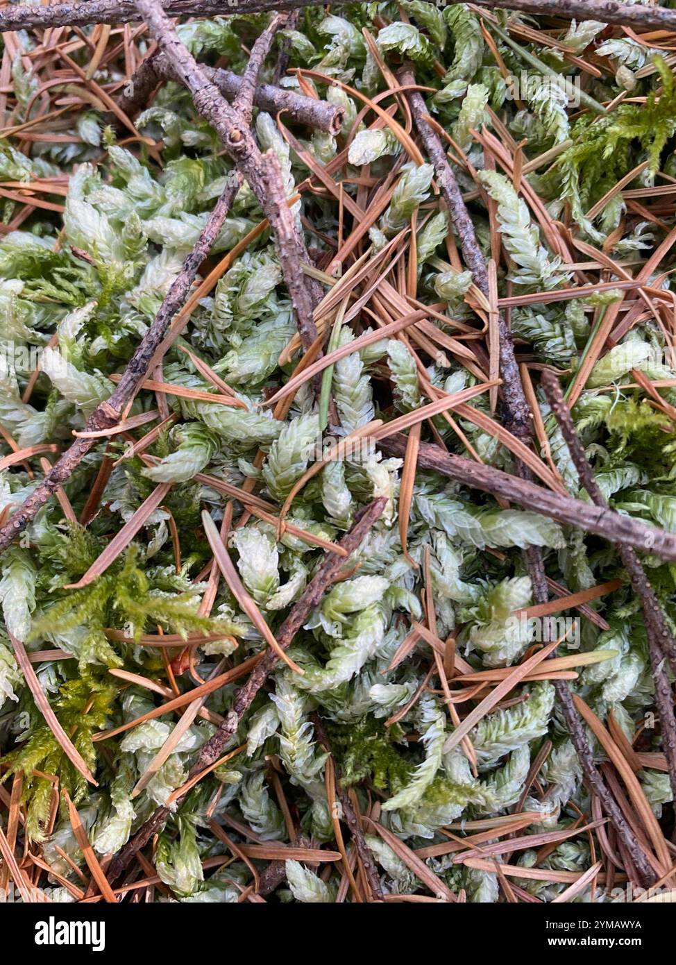 Waved Silk moss (Plagiothecium undulatum Stock Photo Alamy Waved Silk moss (Plagiothecium undulatum Stock Photo Alamy