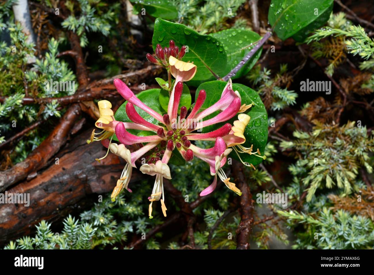 Common honeysuckle growing through a Juniper bush. A well focussed flower head with a natural background. Also called Woodbine or English honeysuckle. Stock Photo