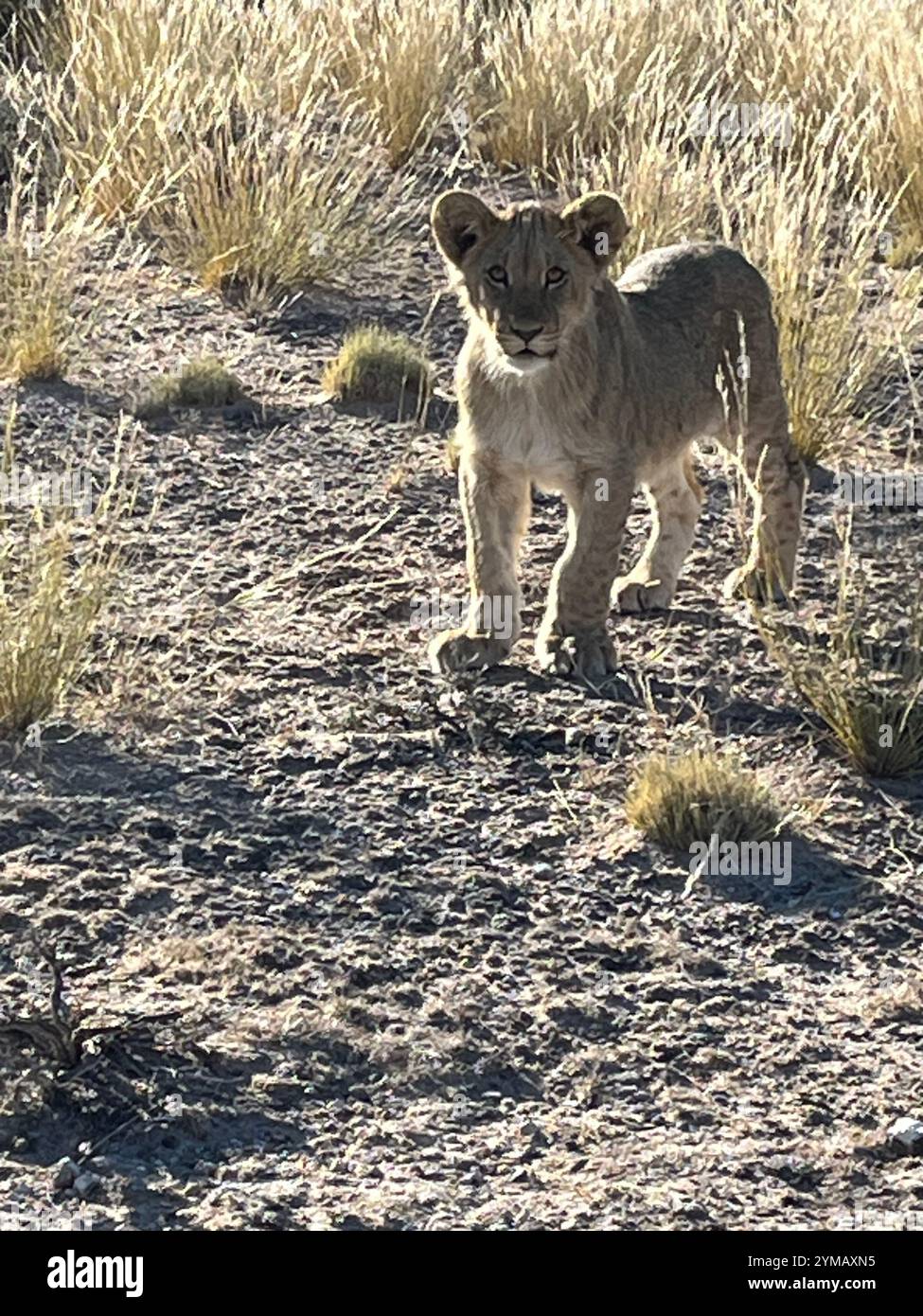 Lion cub - Smartphone Captured Stock Image