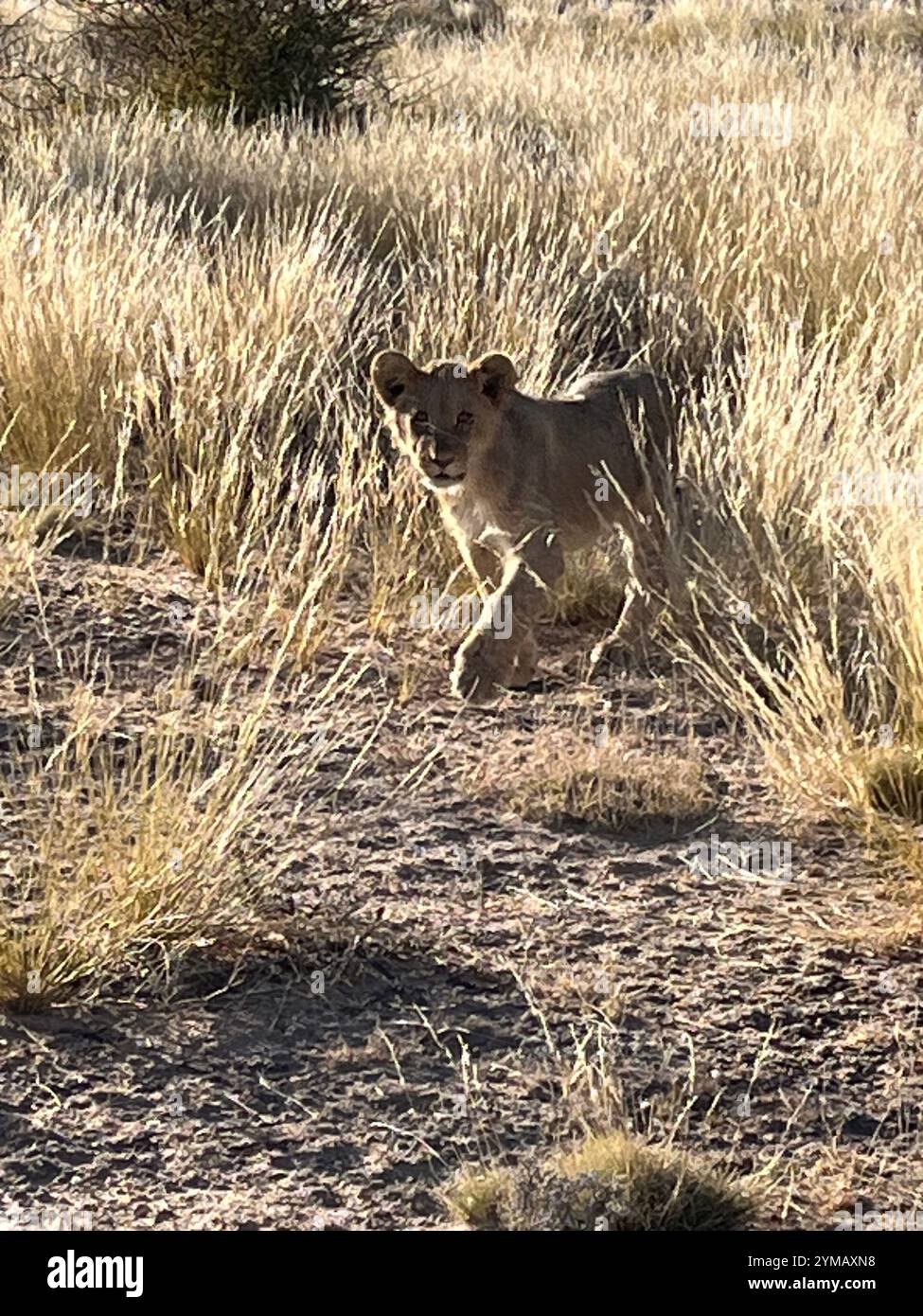 Lion cub - Smartphone Captured Stock Image