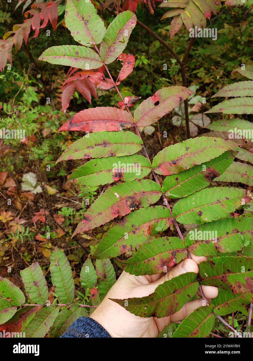 Rhus glabra | Smooth sumac Rhus glabra L. (Anacardiaceae) Be