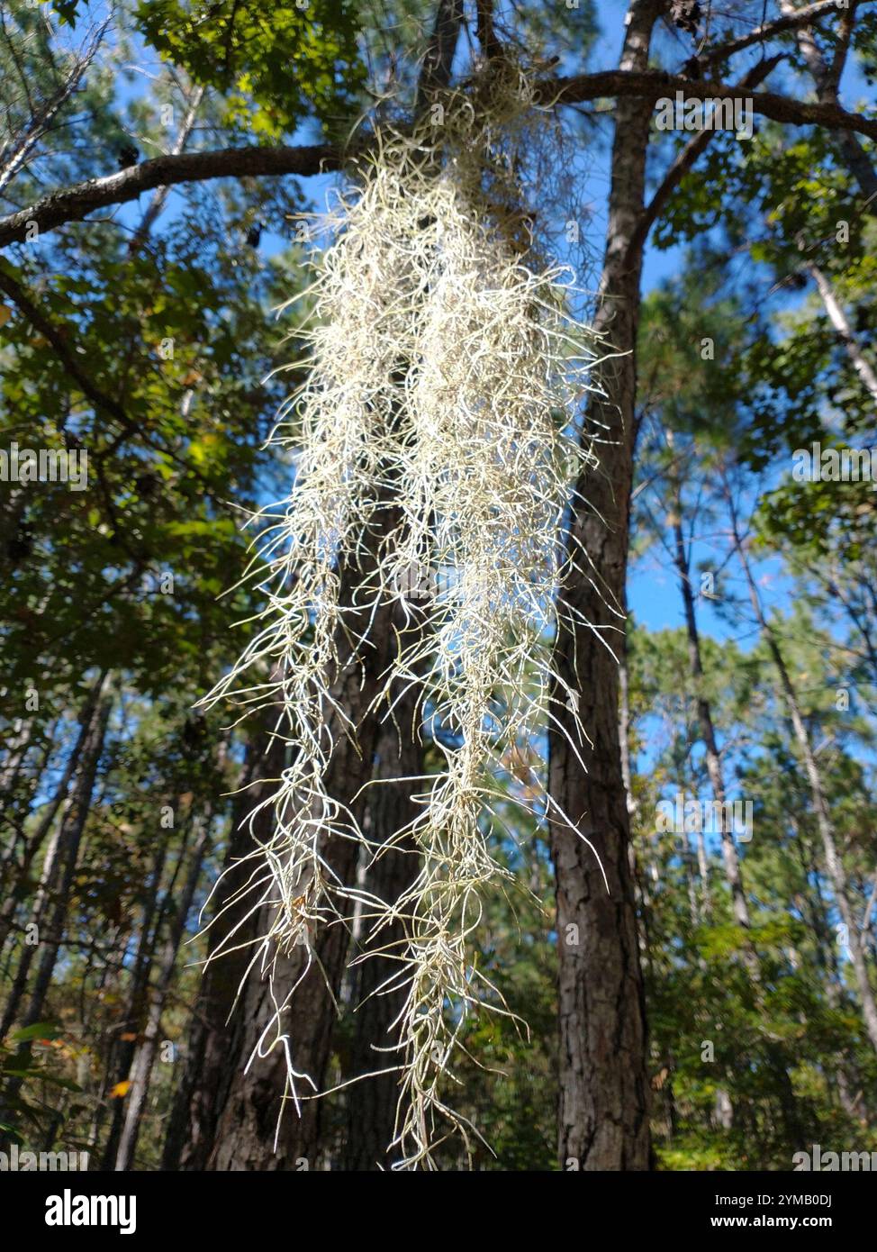 Spanish moss (Tillandsia usneoides Stock Photo - Alamy