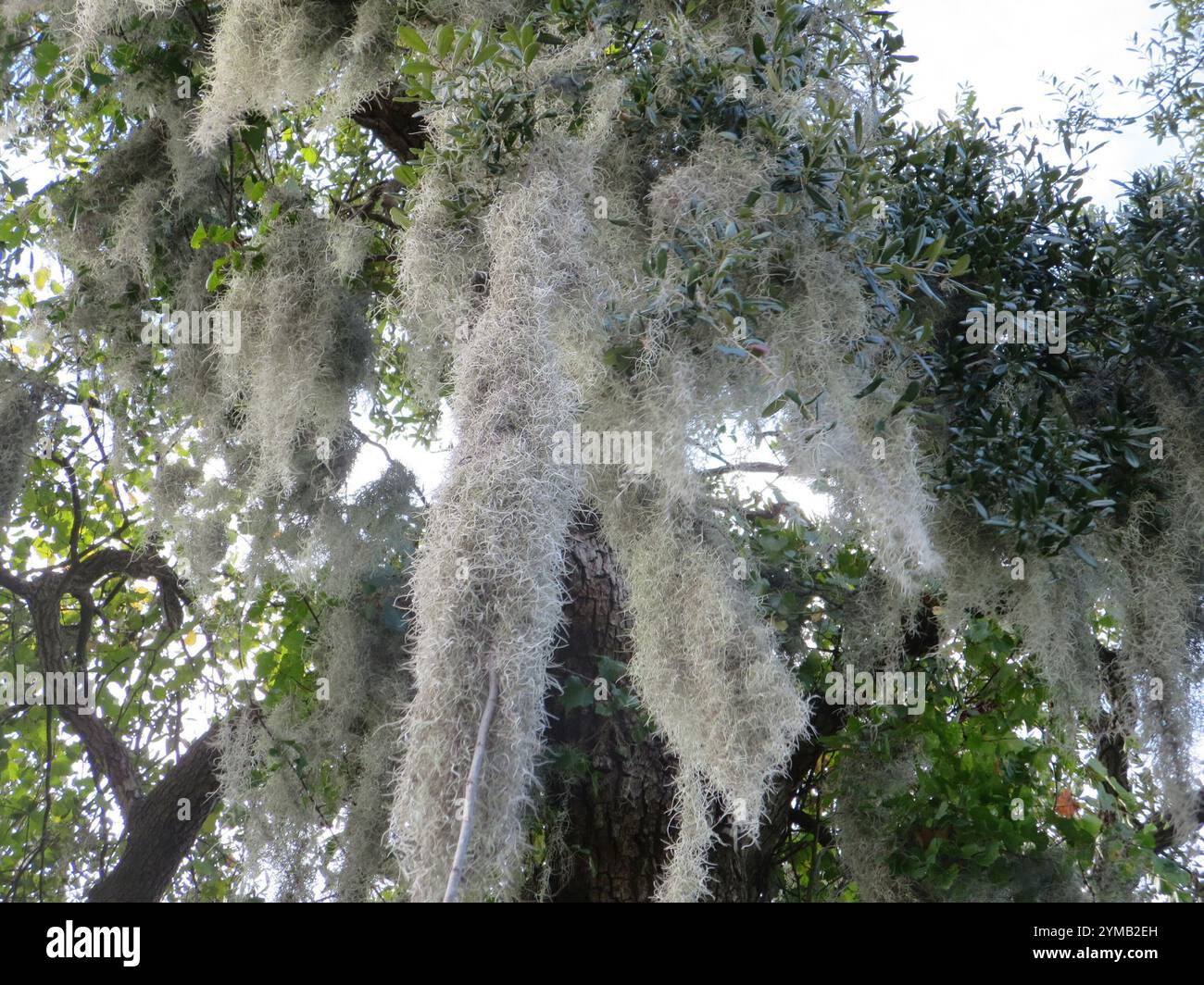 Spanish moss (Tillandsia usneoides Stock Photo - Alamy