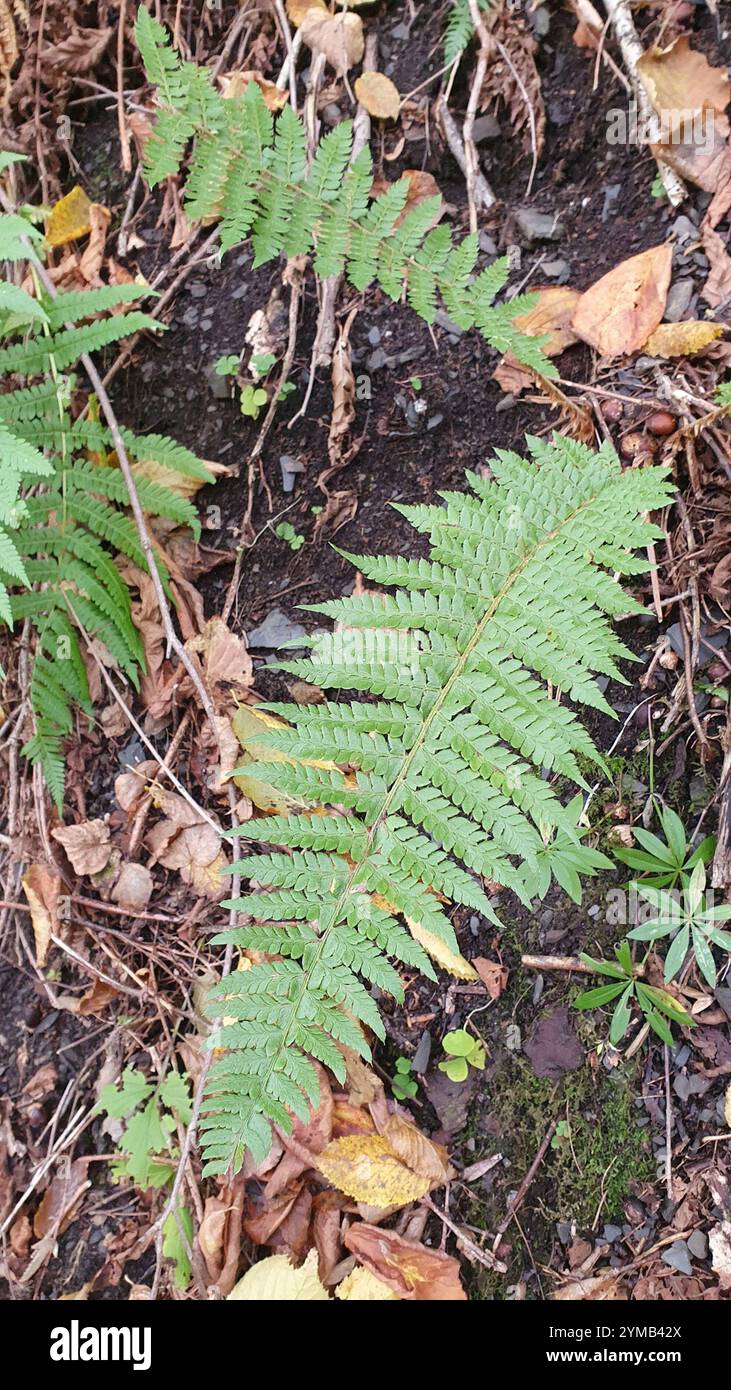 Braun's holly fern (Polystichum braunii Stock Photo - Alamy