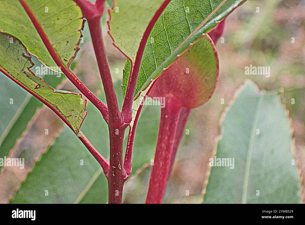 butterspoon tree (Cunonia capensis Stock Photo - Alamy