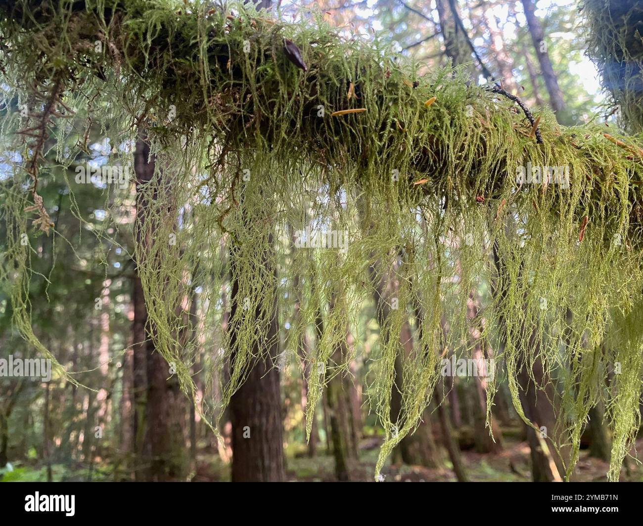 Cat's Tail Moss (Pseudisothecium stoloniferum Stock Photo - Alamy
