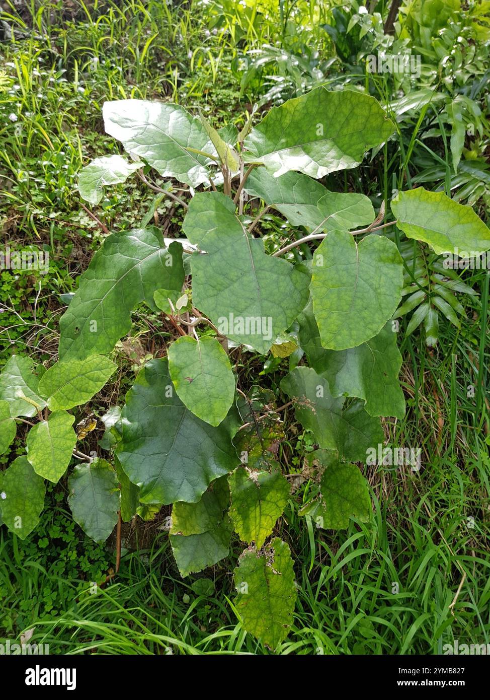 Rangiora (Brachyglottis repanda Stock Photo - Alamy