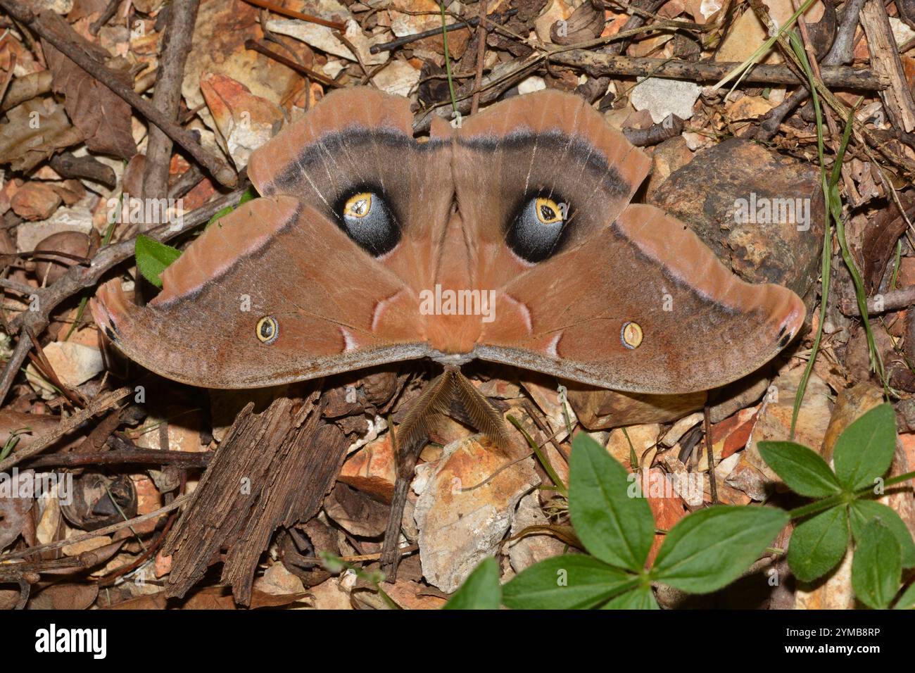 Polyphemus Moth (Antheraea polyphemus Stock Photo - Alamy