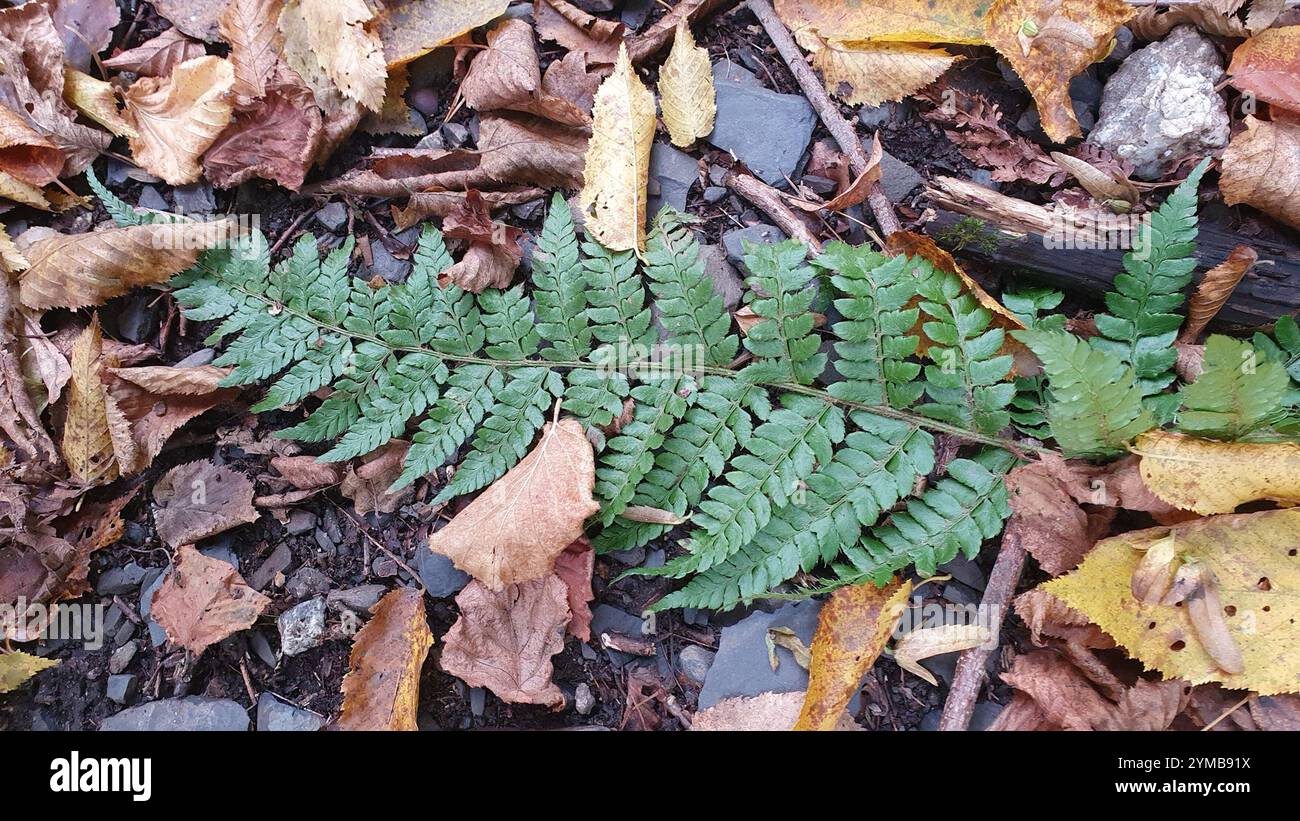Braun's holly fern (Polystichum braunii Stock Photo - Alamy