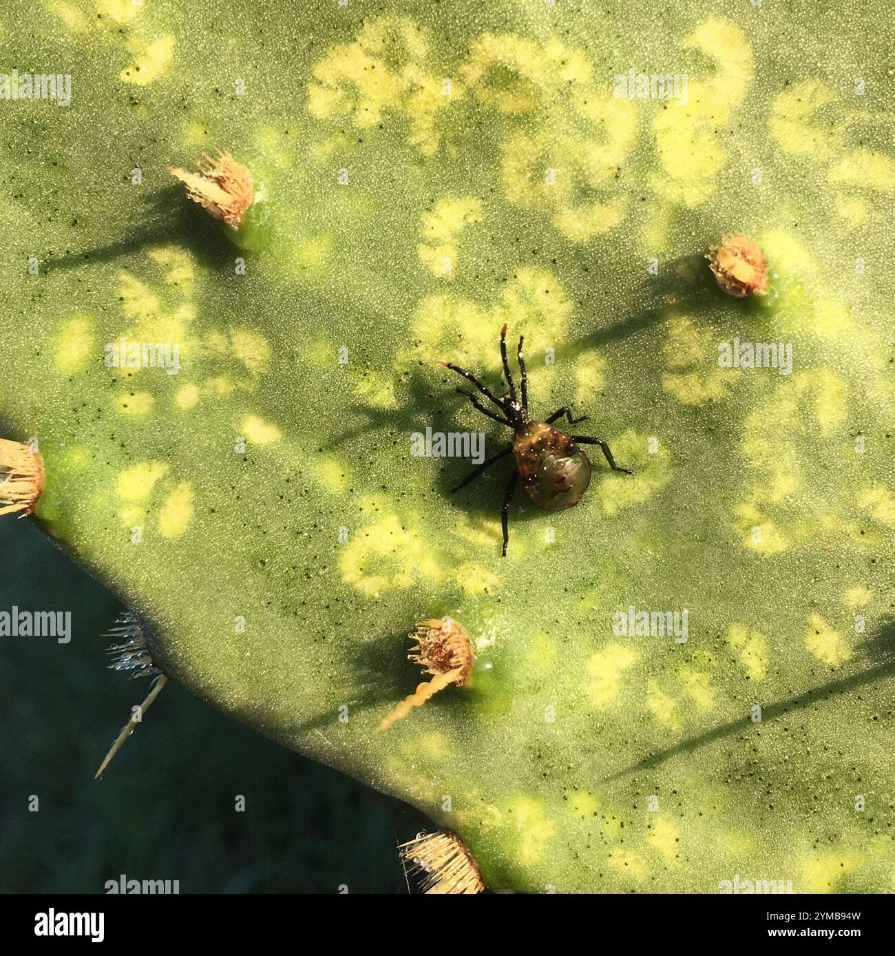 Cactus coreid bug hi-res stock photography and images - Alamy