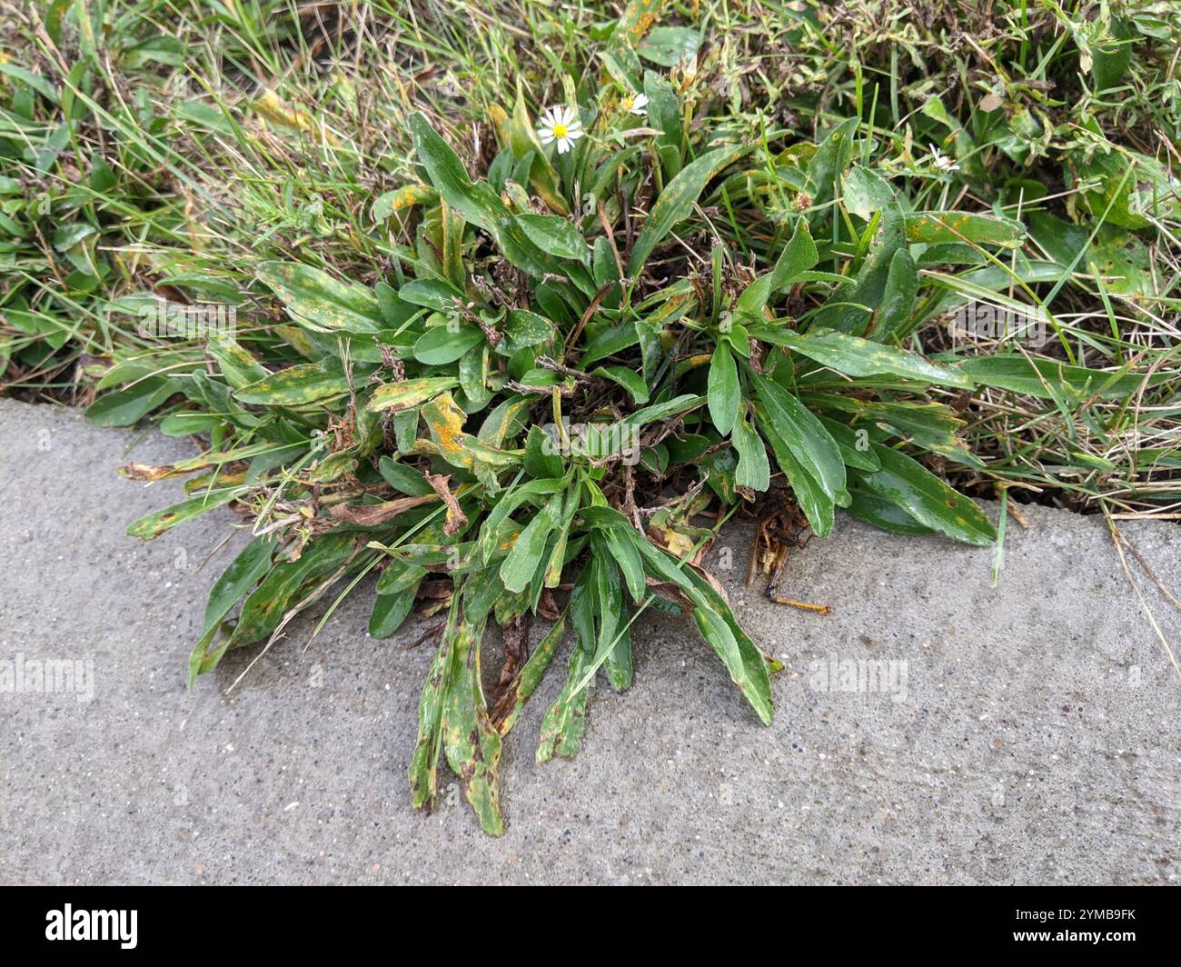 rust fungi (Pucciniales Stock Photo - Alamy