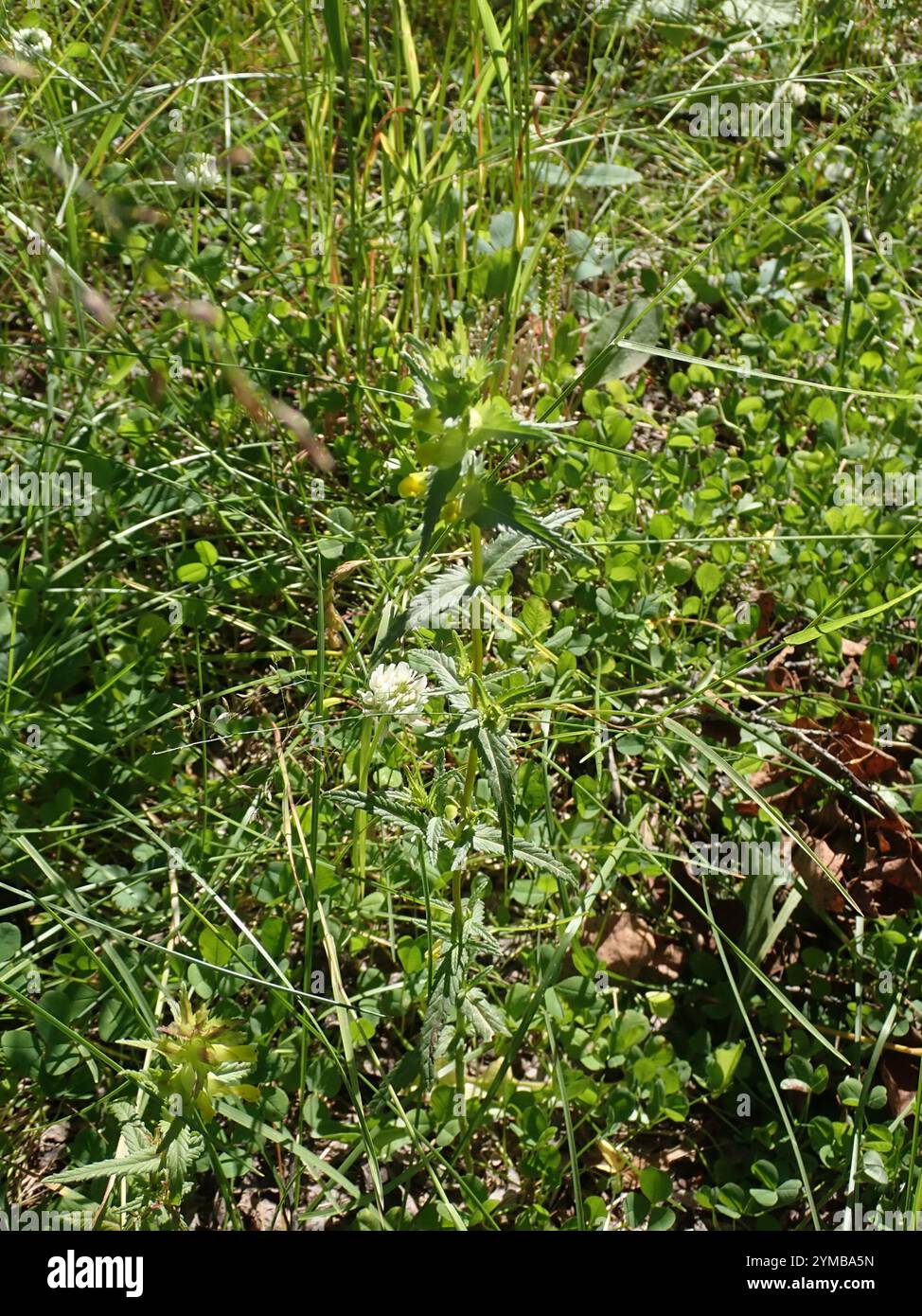 Little Yellow Rattle (Rhinanthus groenlandicus Stock Photo - Alamy