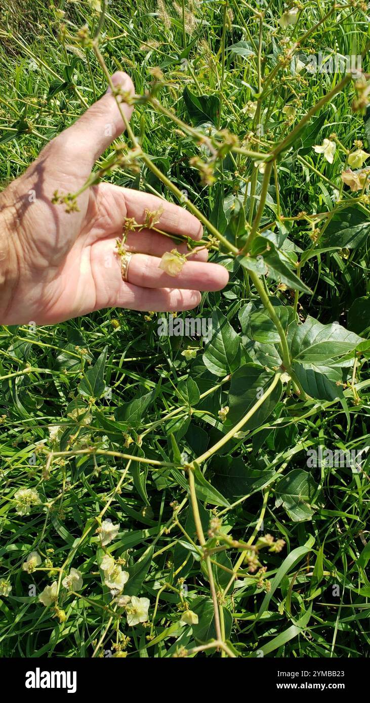 Wild Four o'Clock (Mirabilis nyctaginea Stock Photo - Alamy