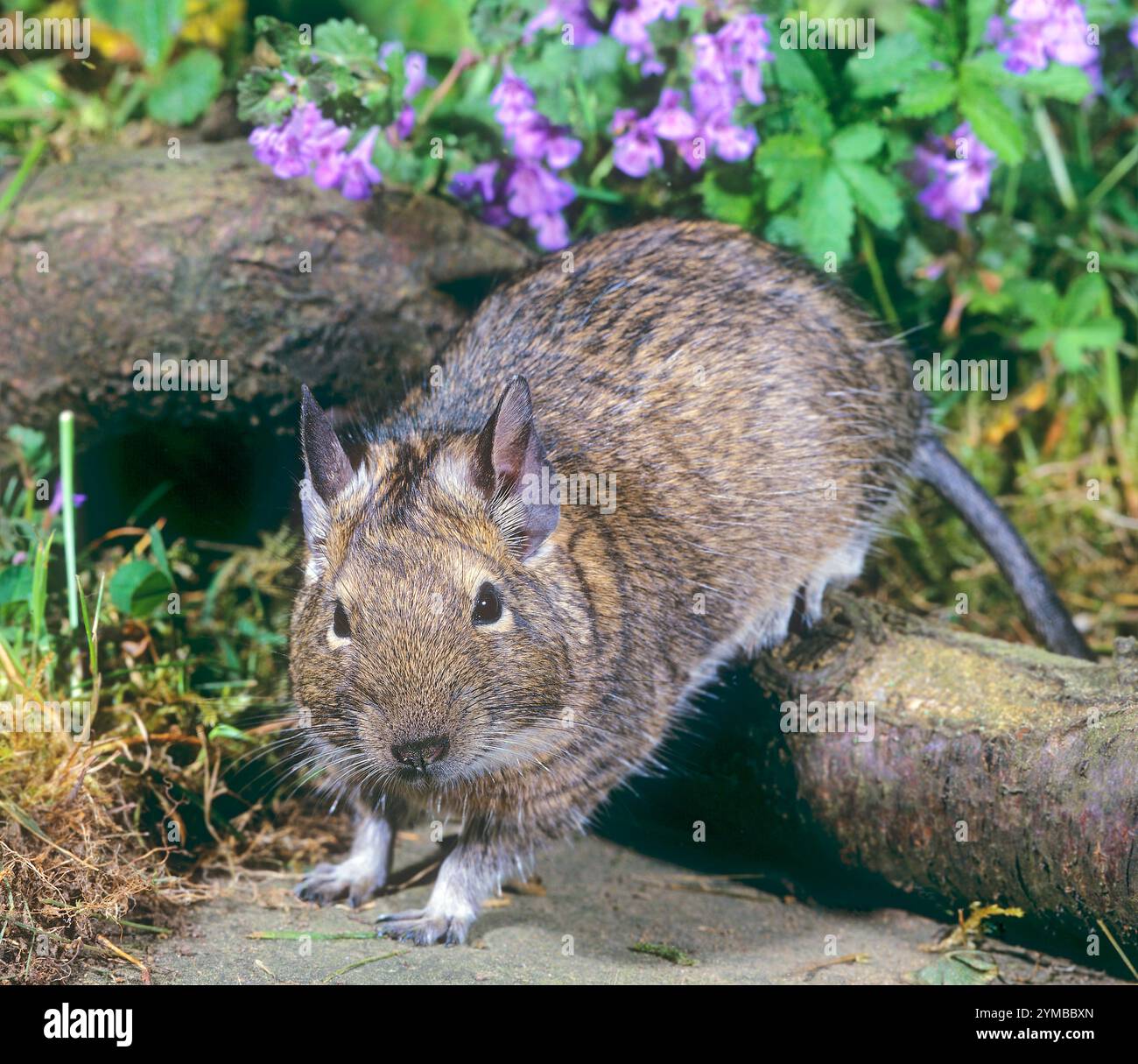 Degu moving in landscaped enclosure. Octodon degus pet Stock Photo