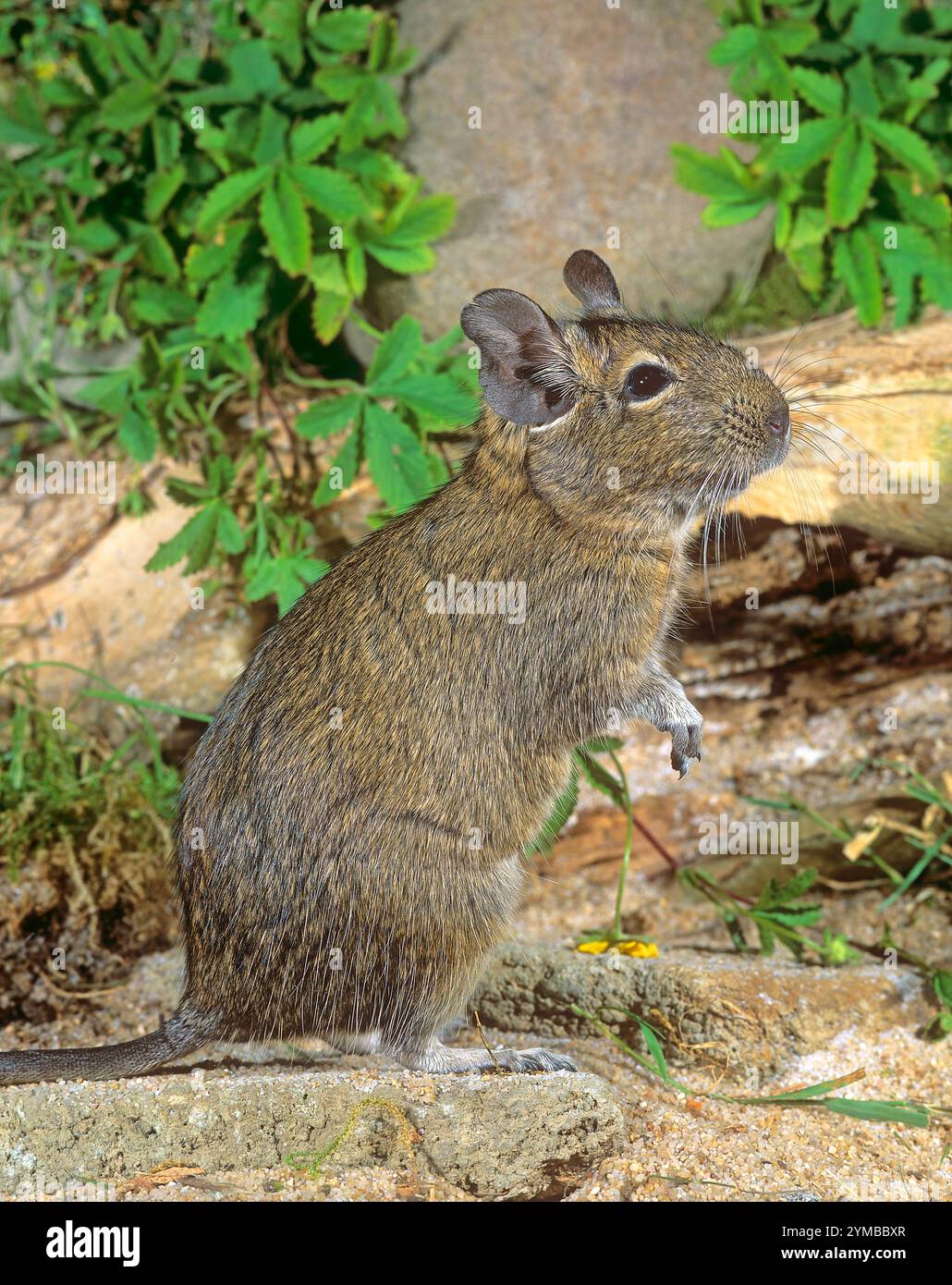 Degu standing on hindlegs  in landscaped enclosure. Octodon degus pet Stock Photo