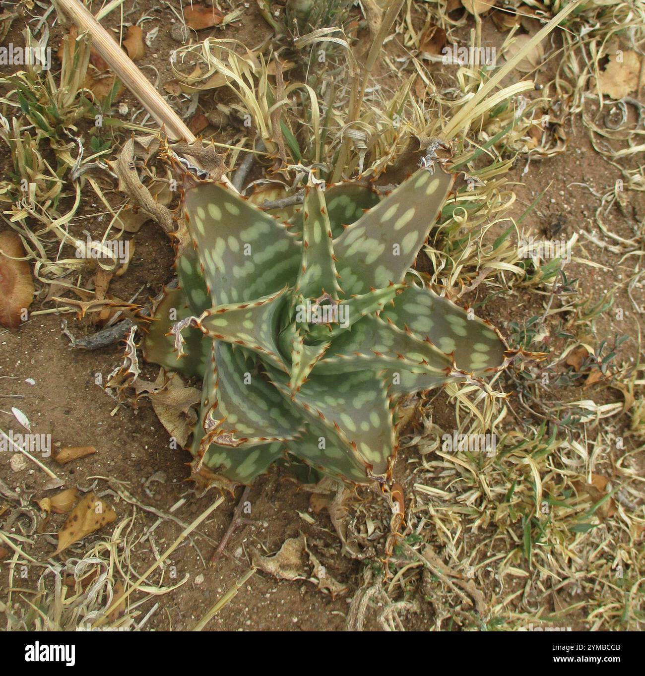 wozu ist aloe vera saft gut Bio Aloe Vera Saft – Natürlicher Vital-Drink für Dich main image 0