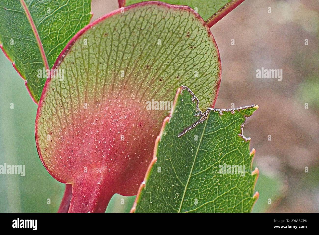 Cunonia capensis hi-res stock photography and images - Alamy
