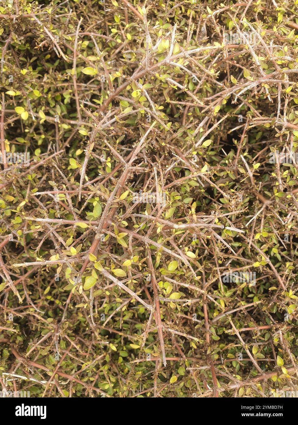 Twiggy coprosma (Coprosma rhamnoides Stock Photo - Alamy