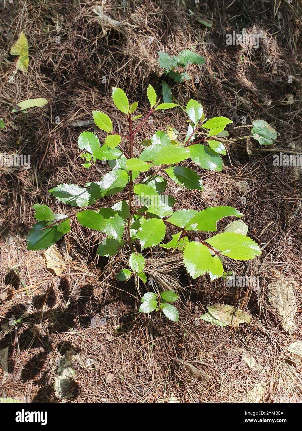 Laurelia novae zelandiae hi-res stock photography and images - Alamy