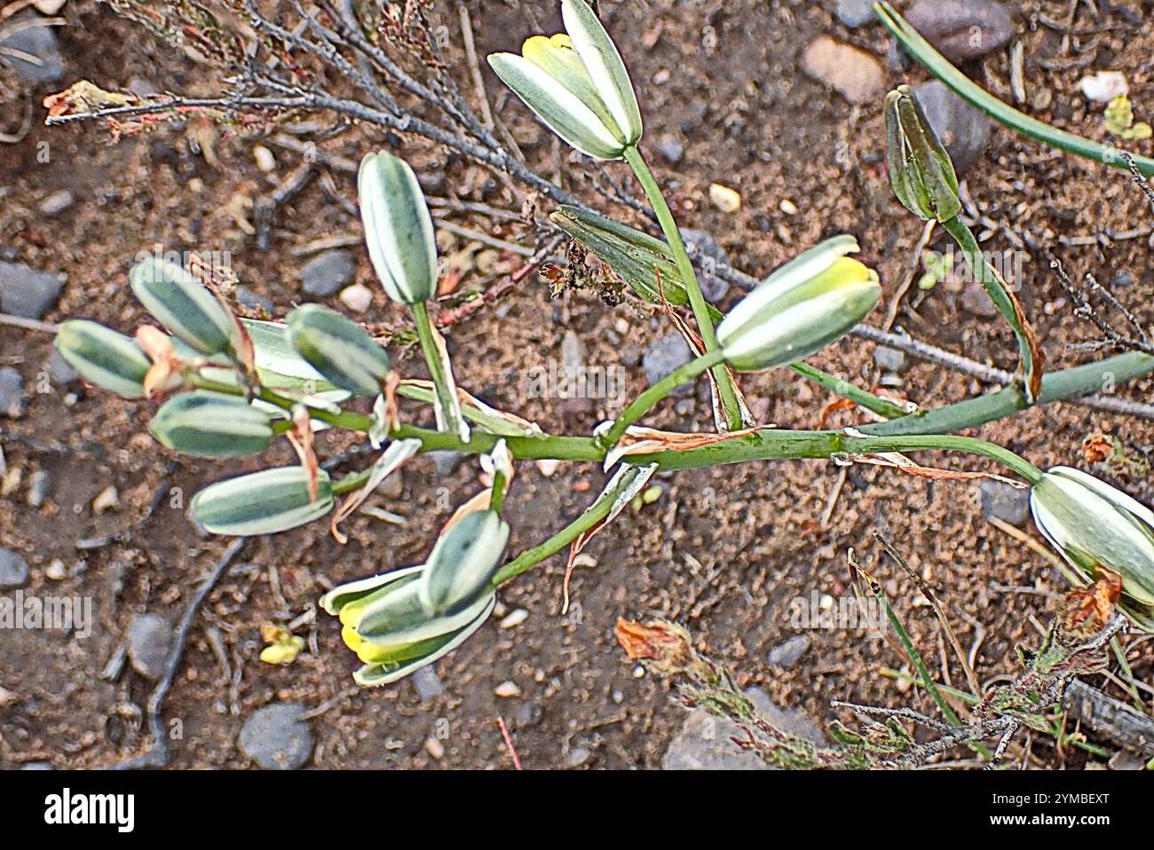 soldier-in-a-box-albuca-canadensis-stock-photo-alamy