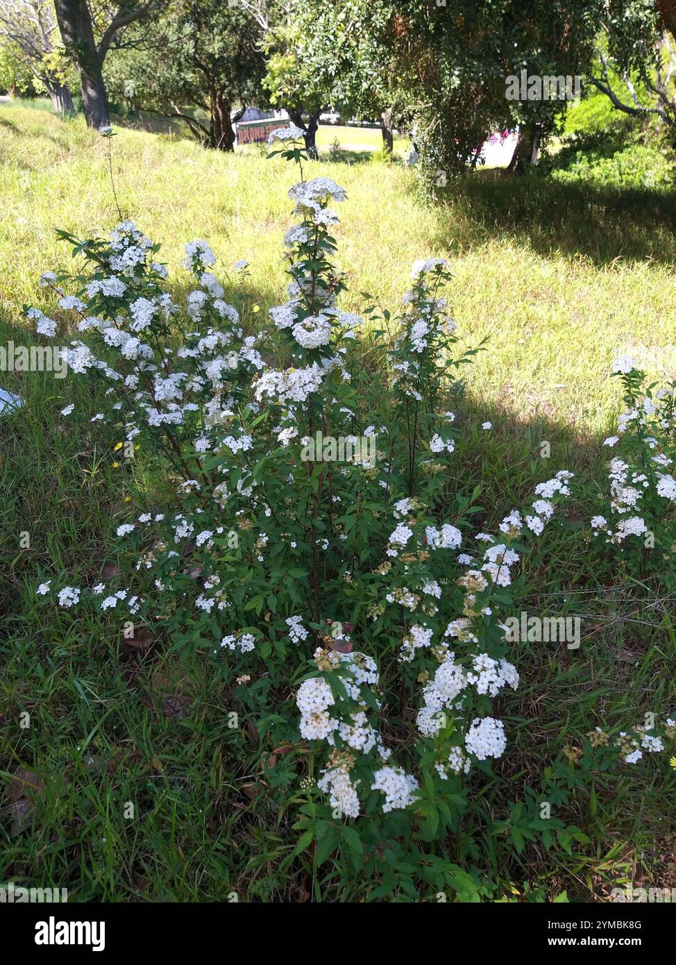 Reeves spirea hi-res stock photography and images - Alamy