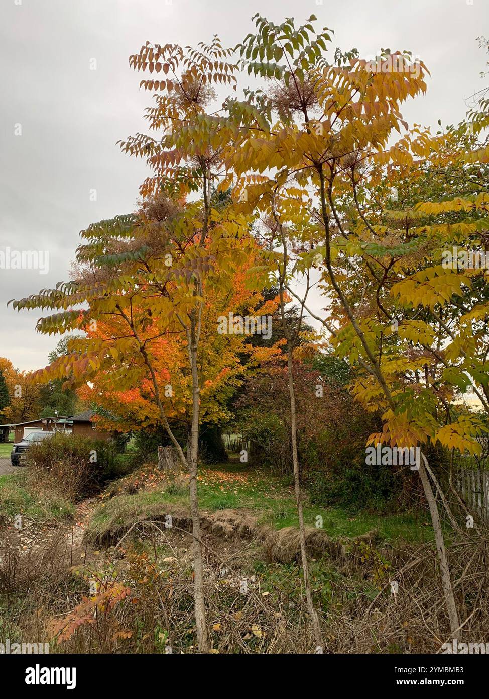 Japanese angelica tree (Aralia elata Stock Photo - Alamy