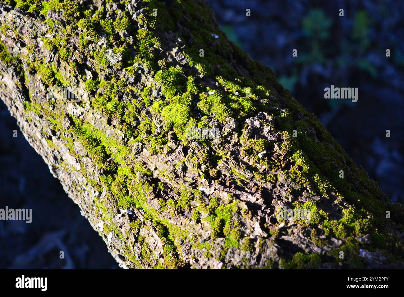 Stream under thick layer hi-res stock photography and images - Alamy