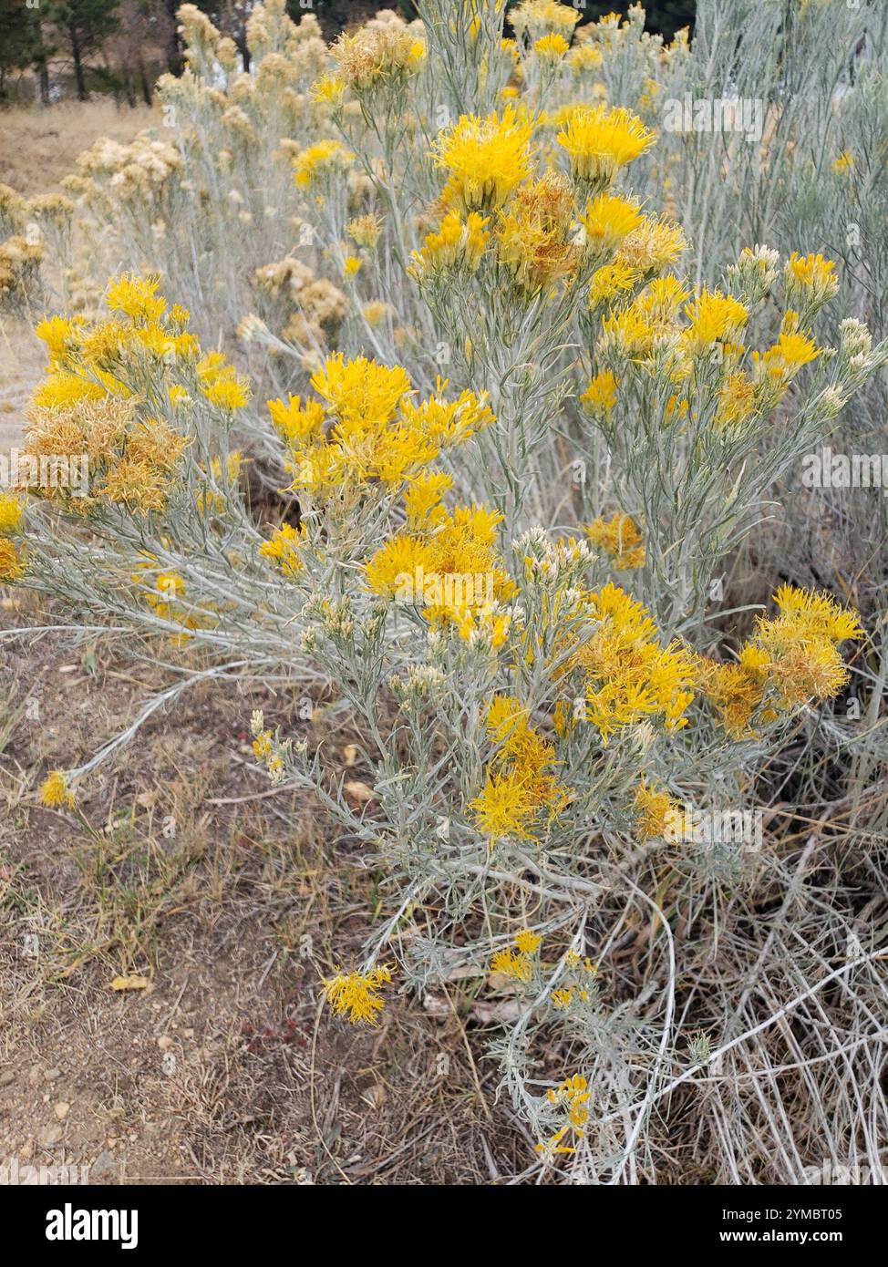 Rubber Rabbitbrush (Ericameria nauseosa Stock Photo - Alamy