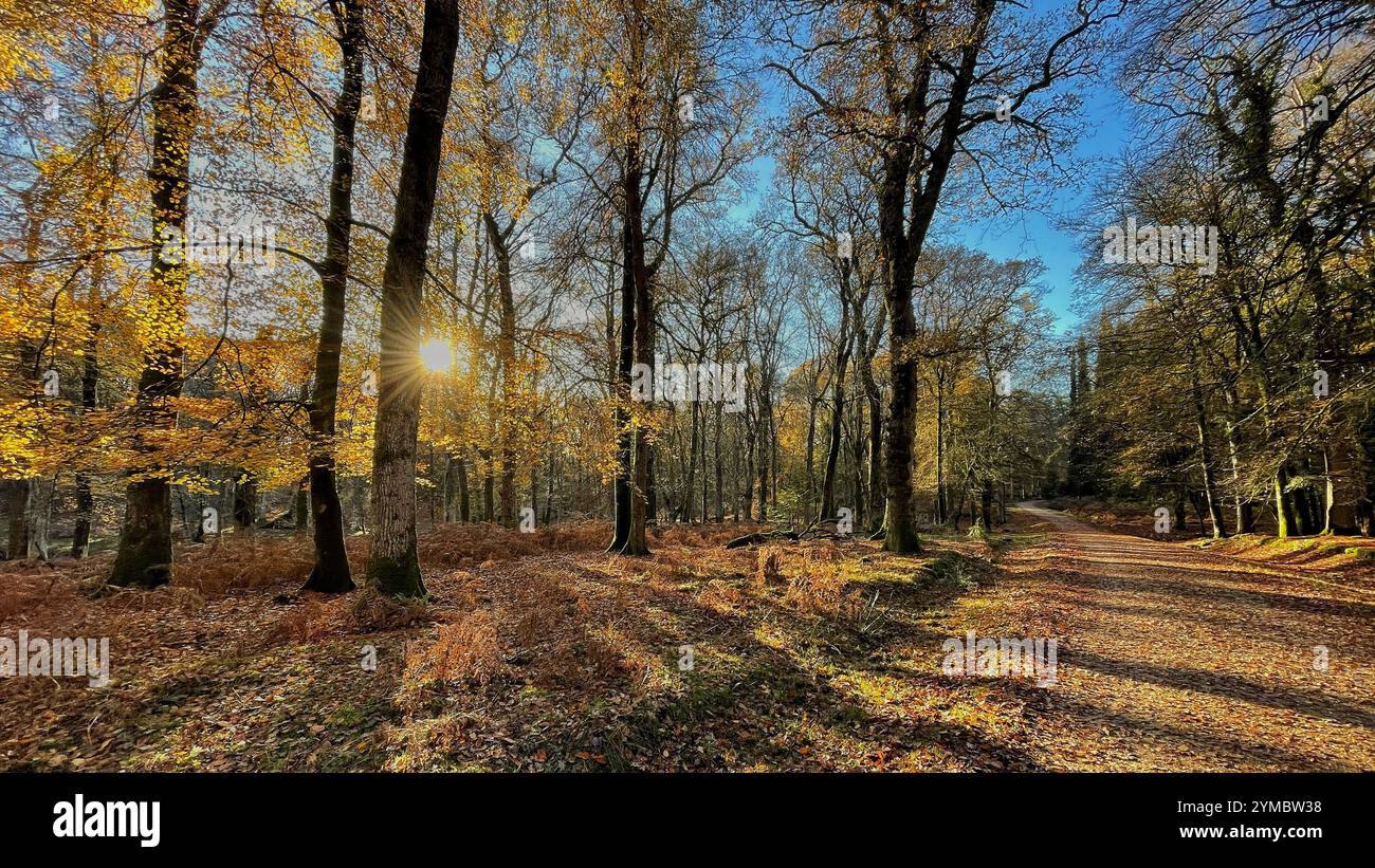 Winter woodland landscapes in the New Forest - Smartphone Captured Stock Image