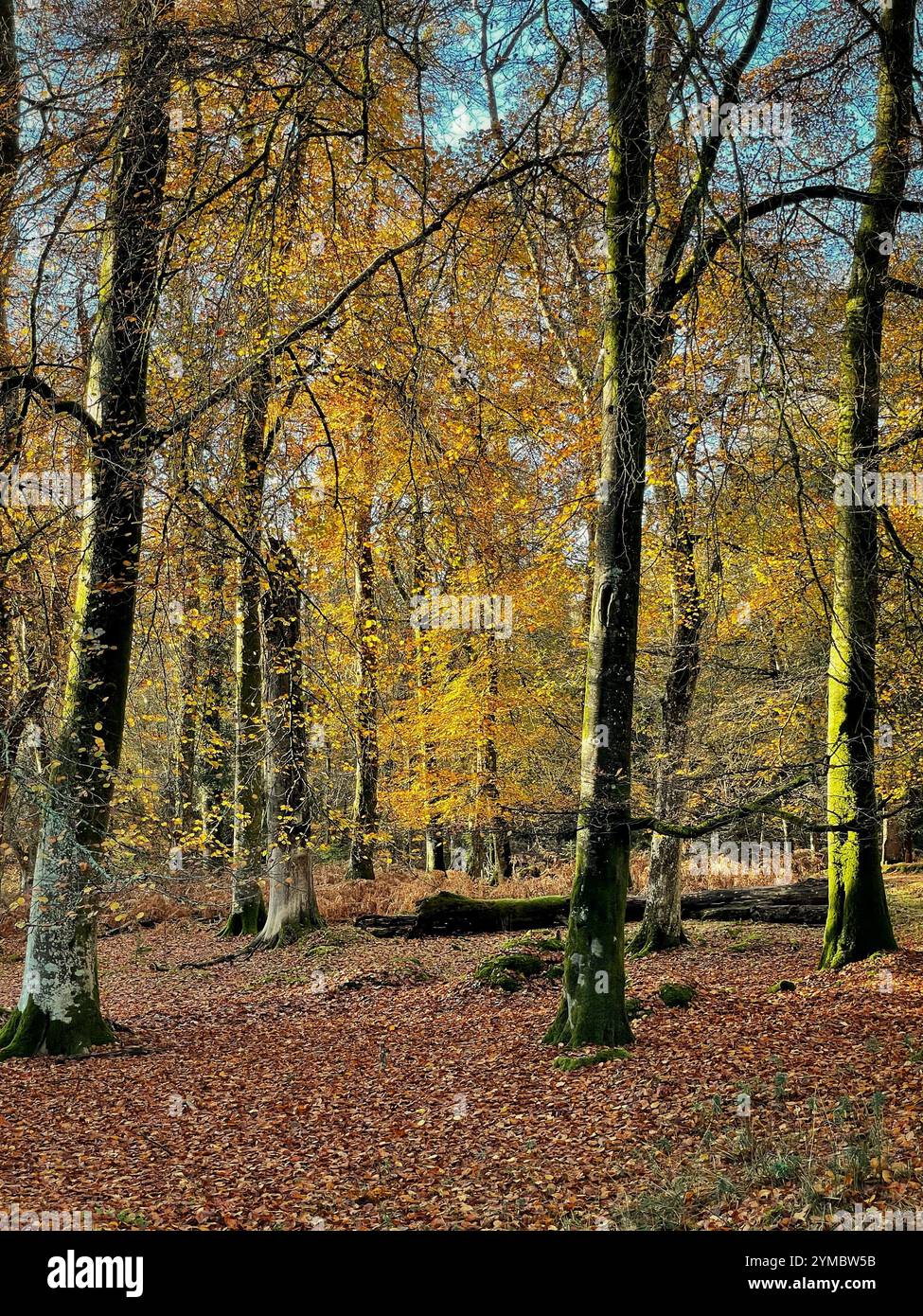 Winter woodland landscapes in the New Forest - Smartphone Captured Stock Image