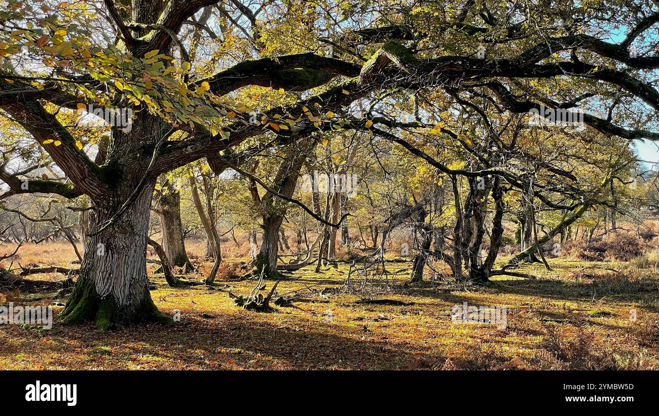 Winter woodland landscapes in the New Forest - Smartphone Captured Stock Image