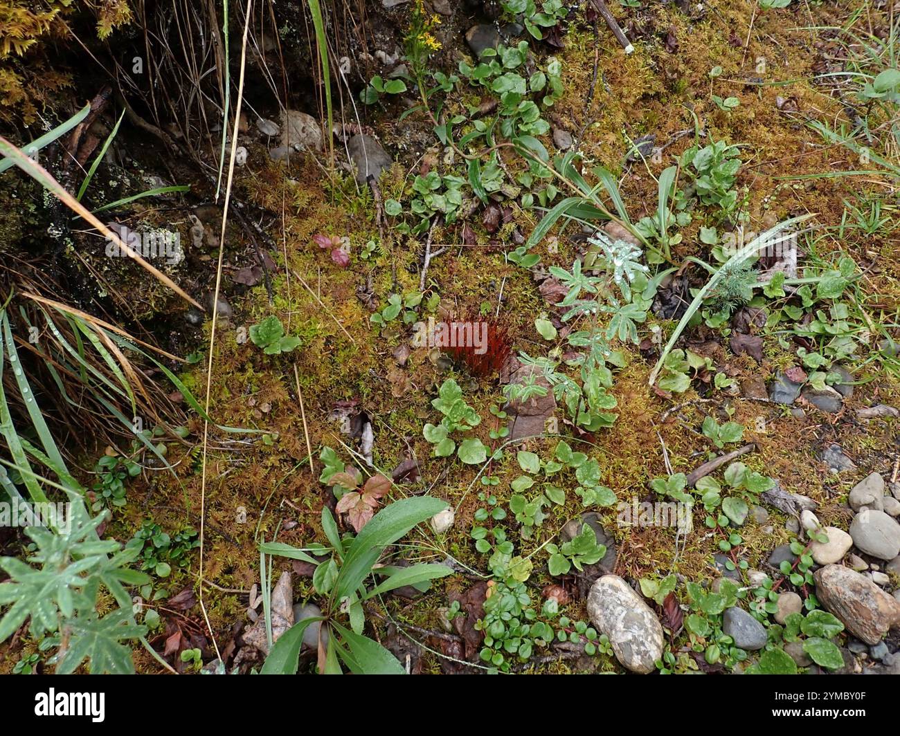 Slender Cruet-moss (Tetraplodon mnioides Stock Photo - Alamy
