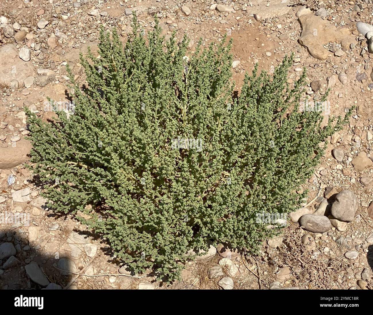 Anabasis setifera hi-res stock photography and images - Alamy