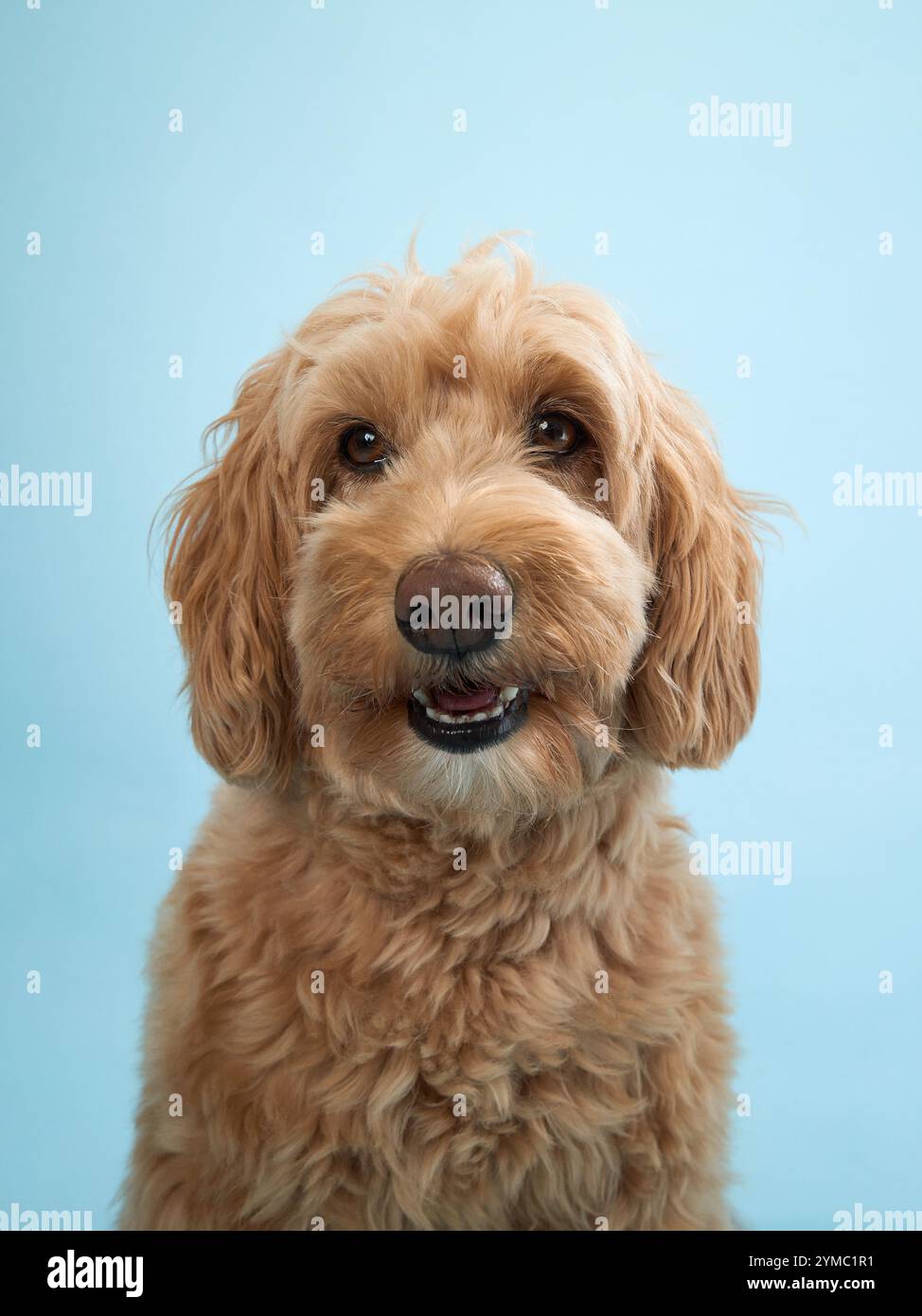 A Labradoodle with curly fur looks forward with a slight smile, set against a light blue background. Stock Photo