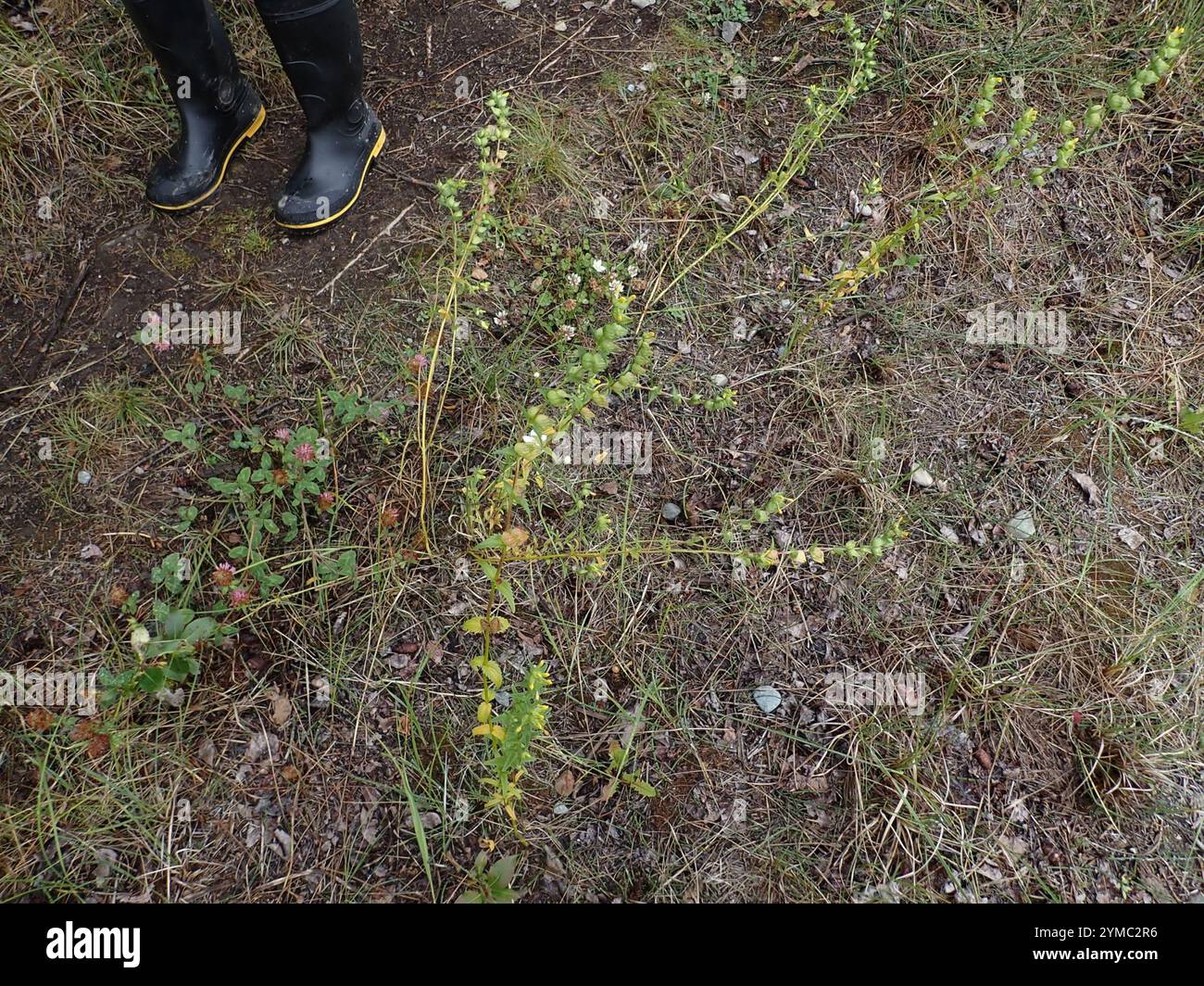 Little Yellow Rattle (Rhinanthus groenlandicus Stock Photo - Alamy