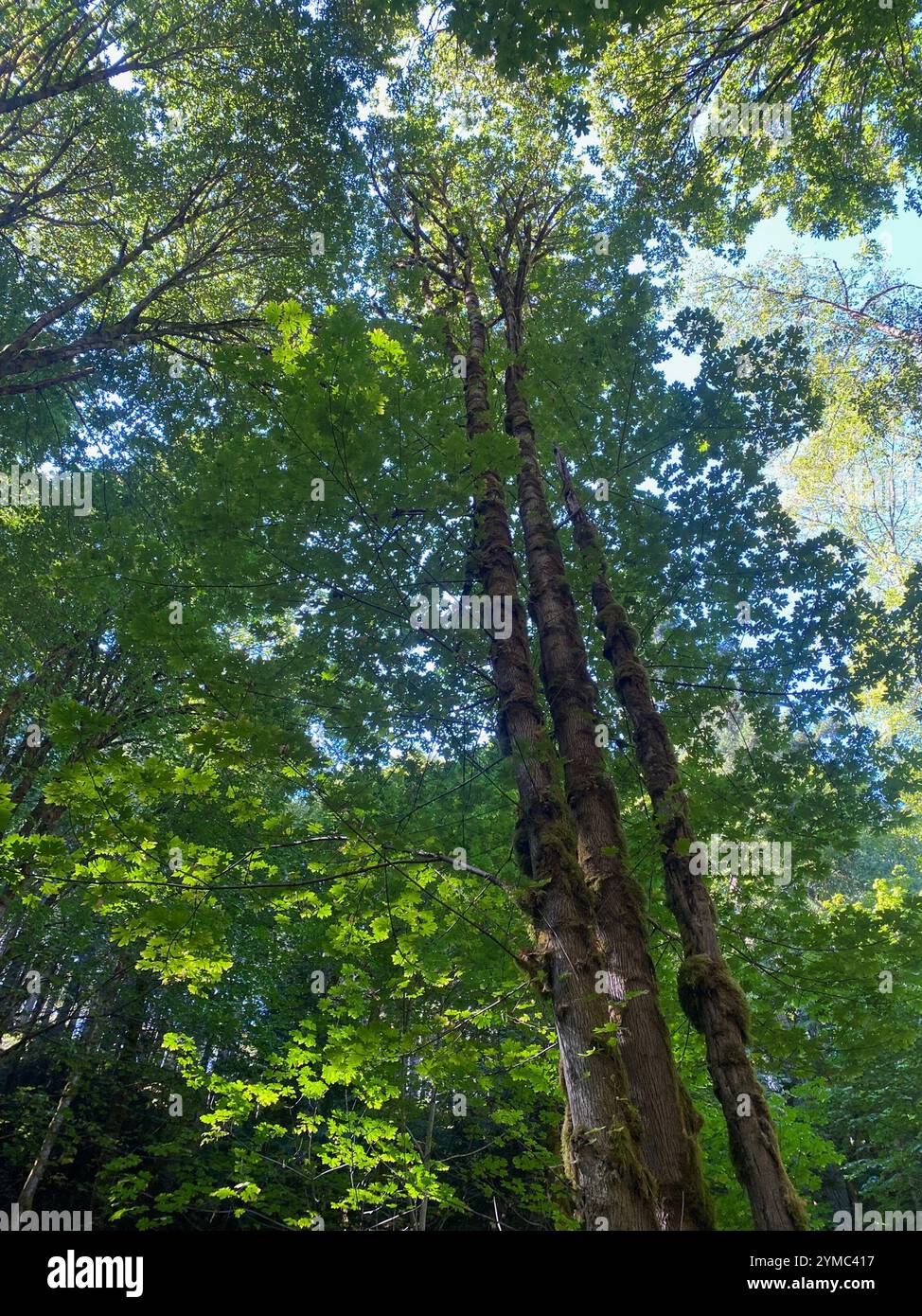 bigleaf maple (Acer macrophyllum Stock Photo - Alamy