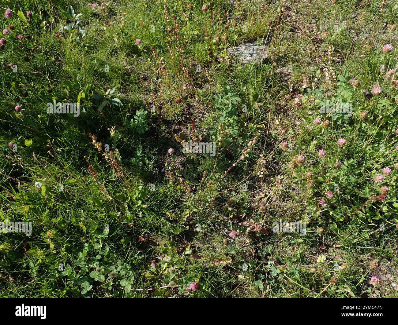 Little Yellow Rattle (Rhinanthus groenlandicus Stock Photo - Alamy