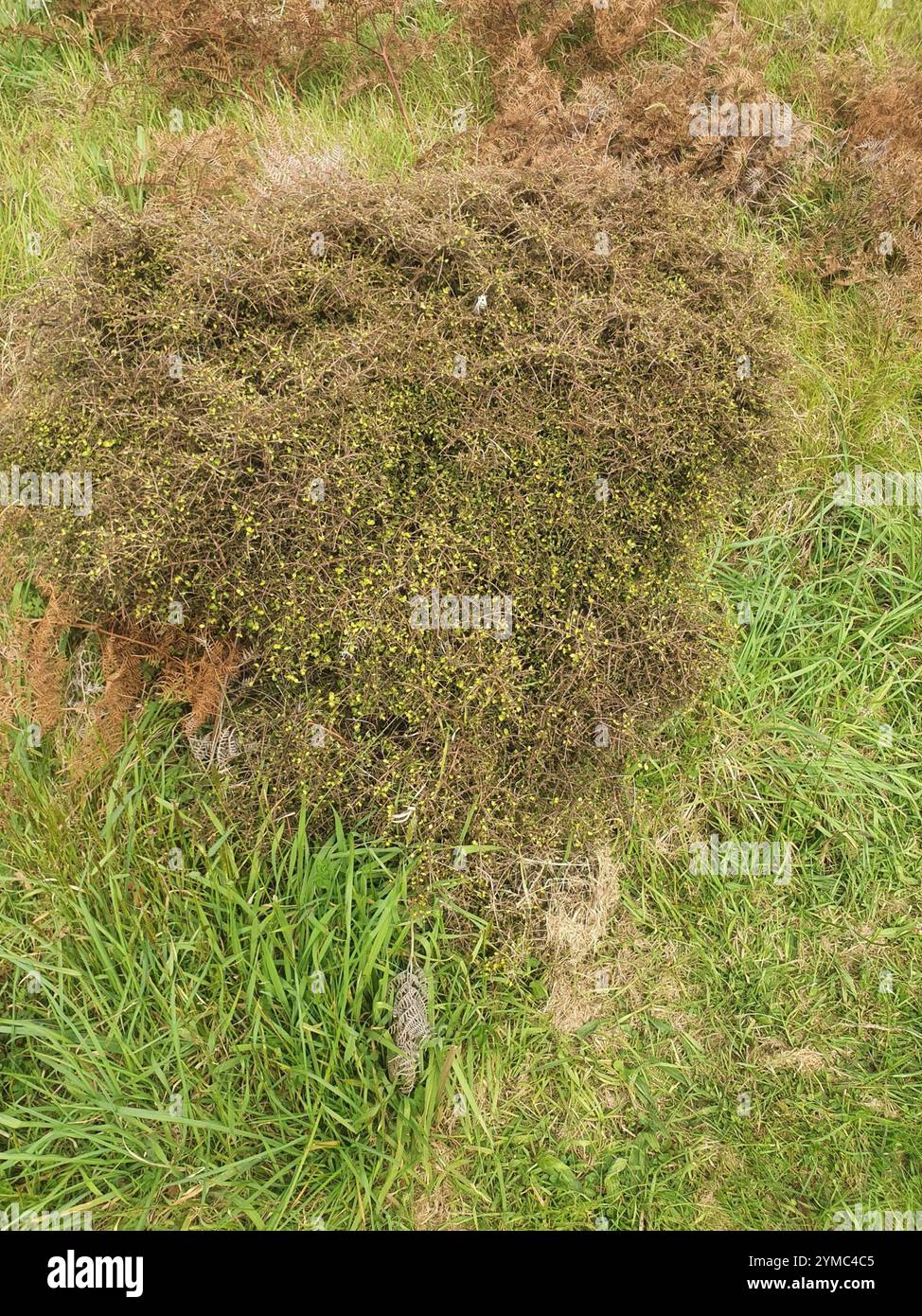 Twiggy coprosma (Coprosma rhamnoides Stock Photo - Alamy