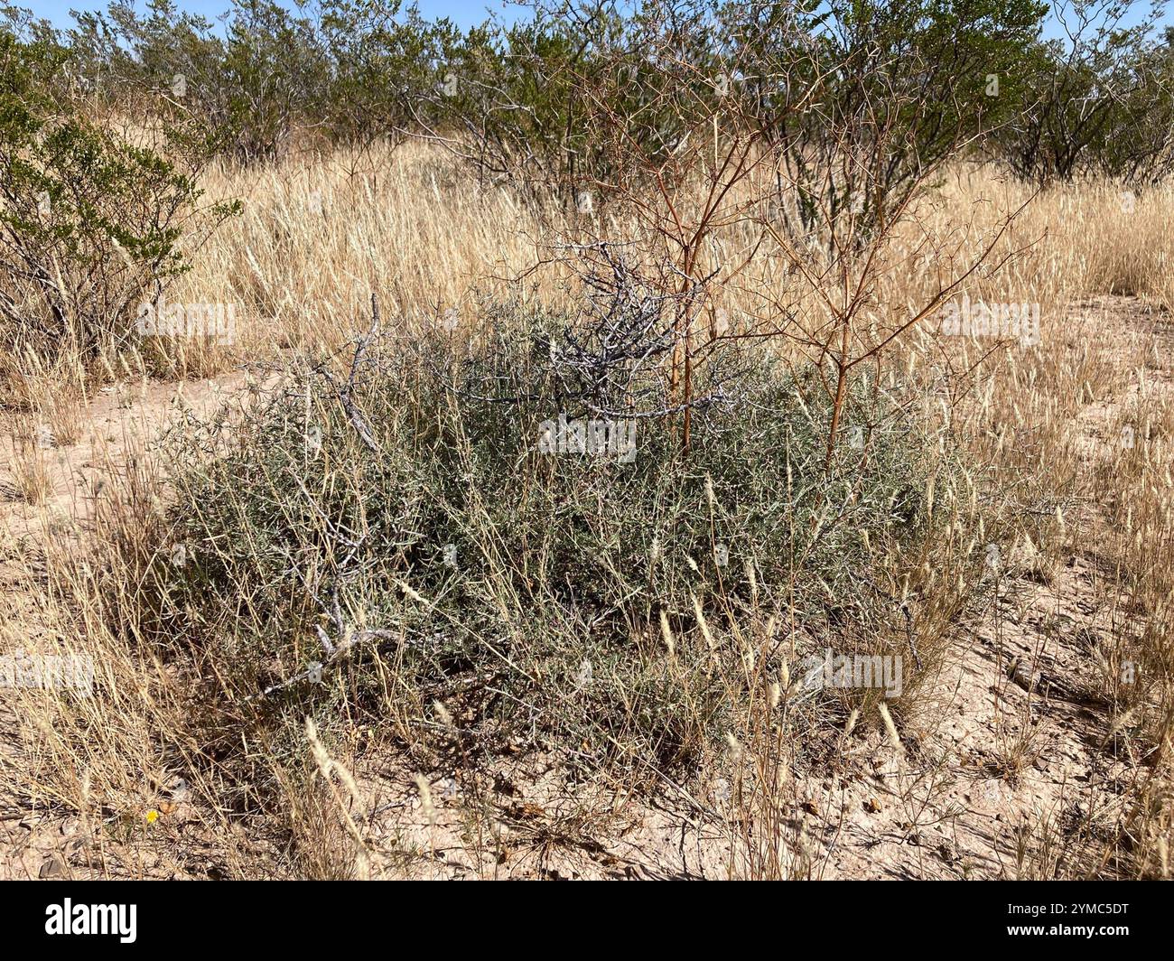 Rhatany Littleleaf Rhatany (Krameria erecta Stock Photo - Alamy