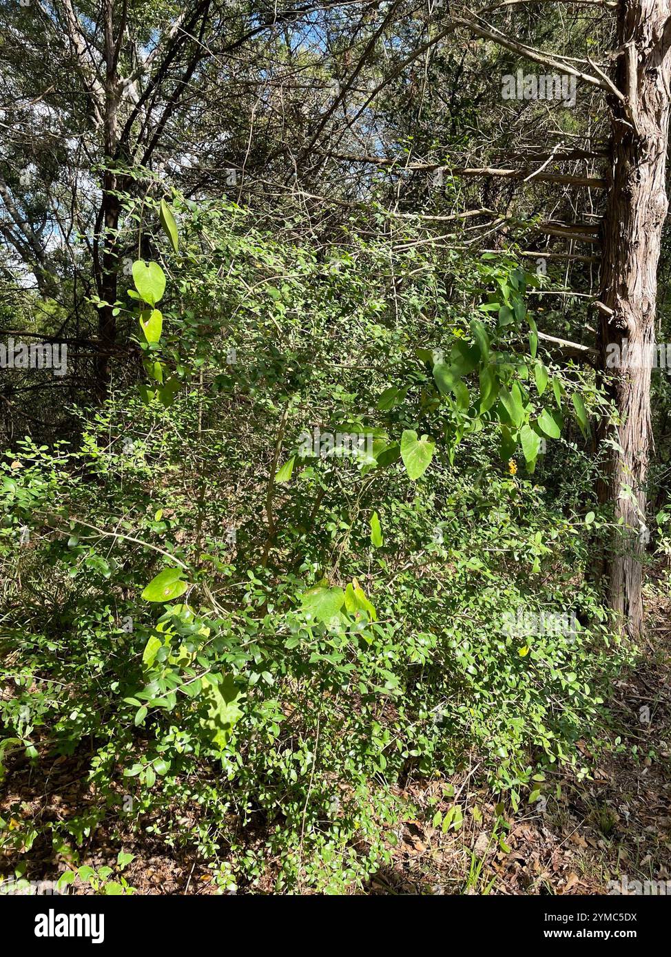 Suberosus hi-res stock photography and images - Alamy