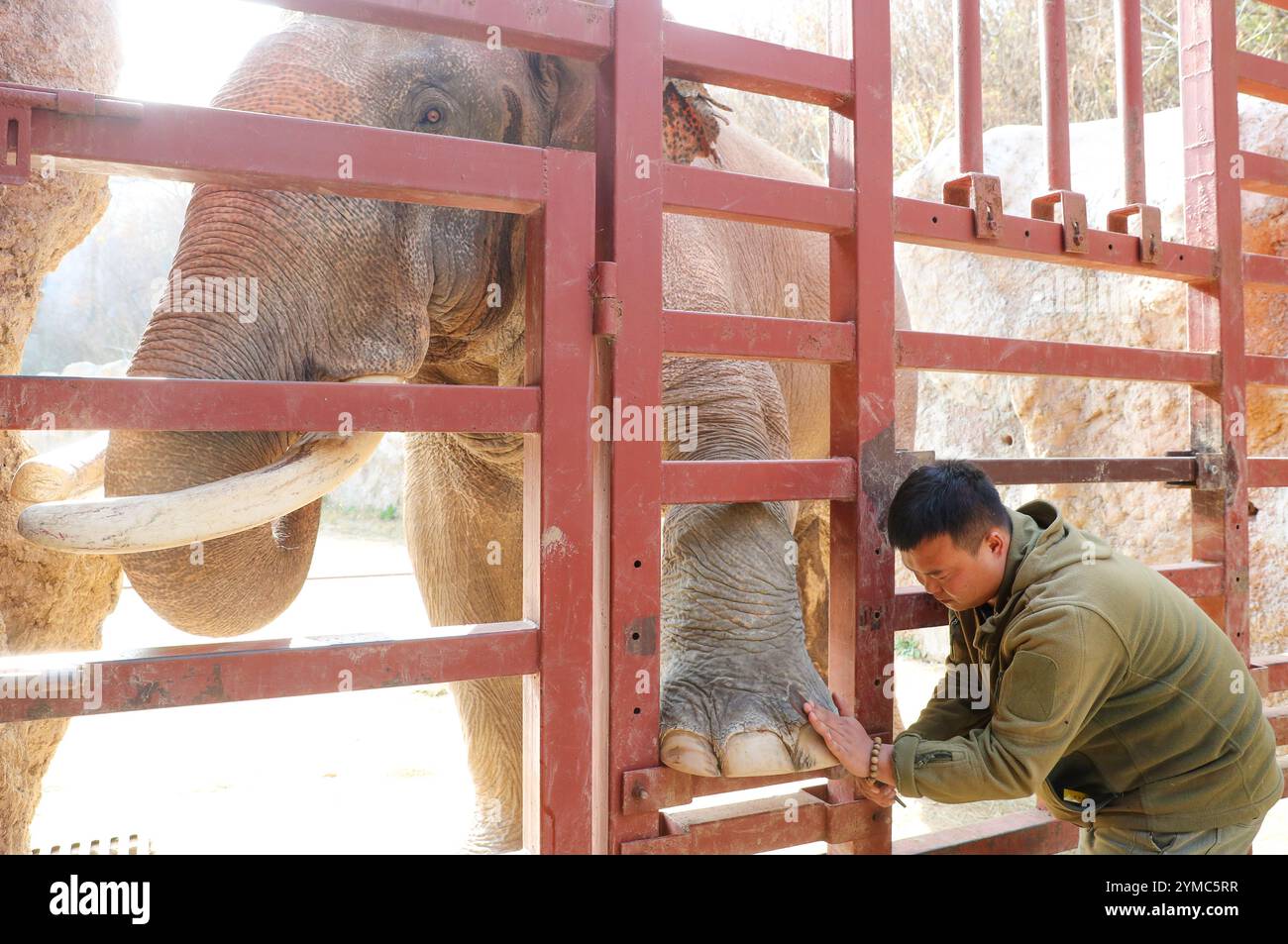 QINGDAO, CHINA - NOVEMBER 21, 2024 - A veterinarian trims the toes of an Asian elephant at the Qingdao Forest Wildlife World in Qingdao, Shandong prov Stock Photo