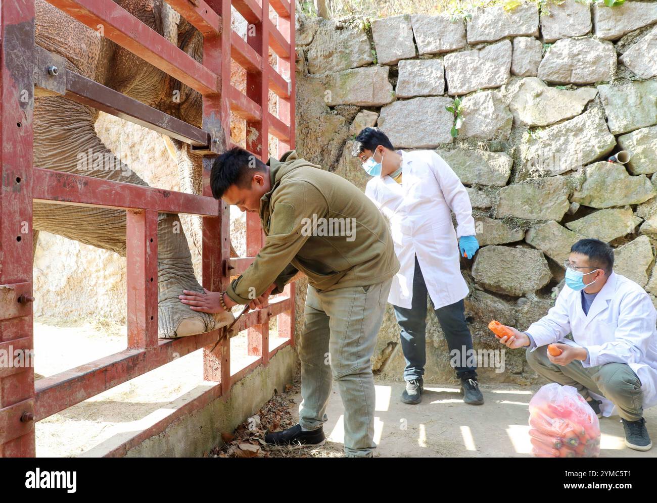 QINGDAO, CHINA - NOVEMBER 21, 2024 - A veterinarian trims the toes of an Asian elephant at the Qingdao Forest Wildlife World in Qingdao, Shandong prov Stock Photo