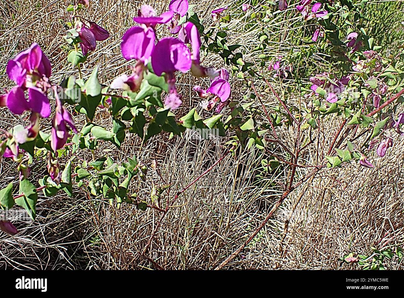 Heartleaf Falsepea (Polygala fruticosa Stock Photo - Alamy
