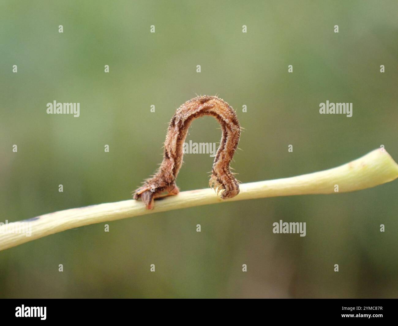 Flying Geometer Moth Geometer Moths (Geometridae Stock Photo - Alamy